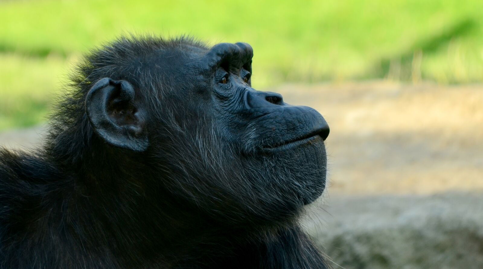 Nikon D5100 sample photo. Comic, chimpansee, closeup photography