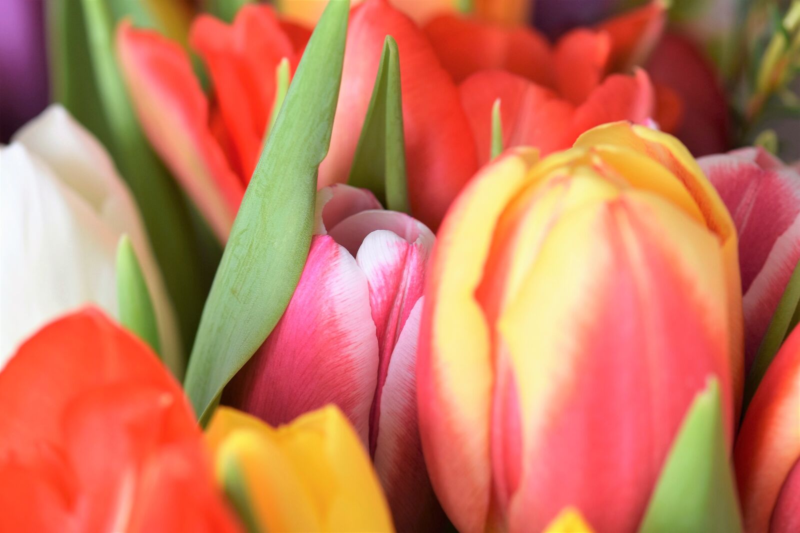 Nikon D5500 sample photo. Tulips, strauss, flowers photography