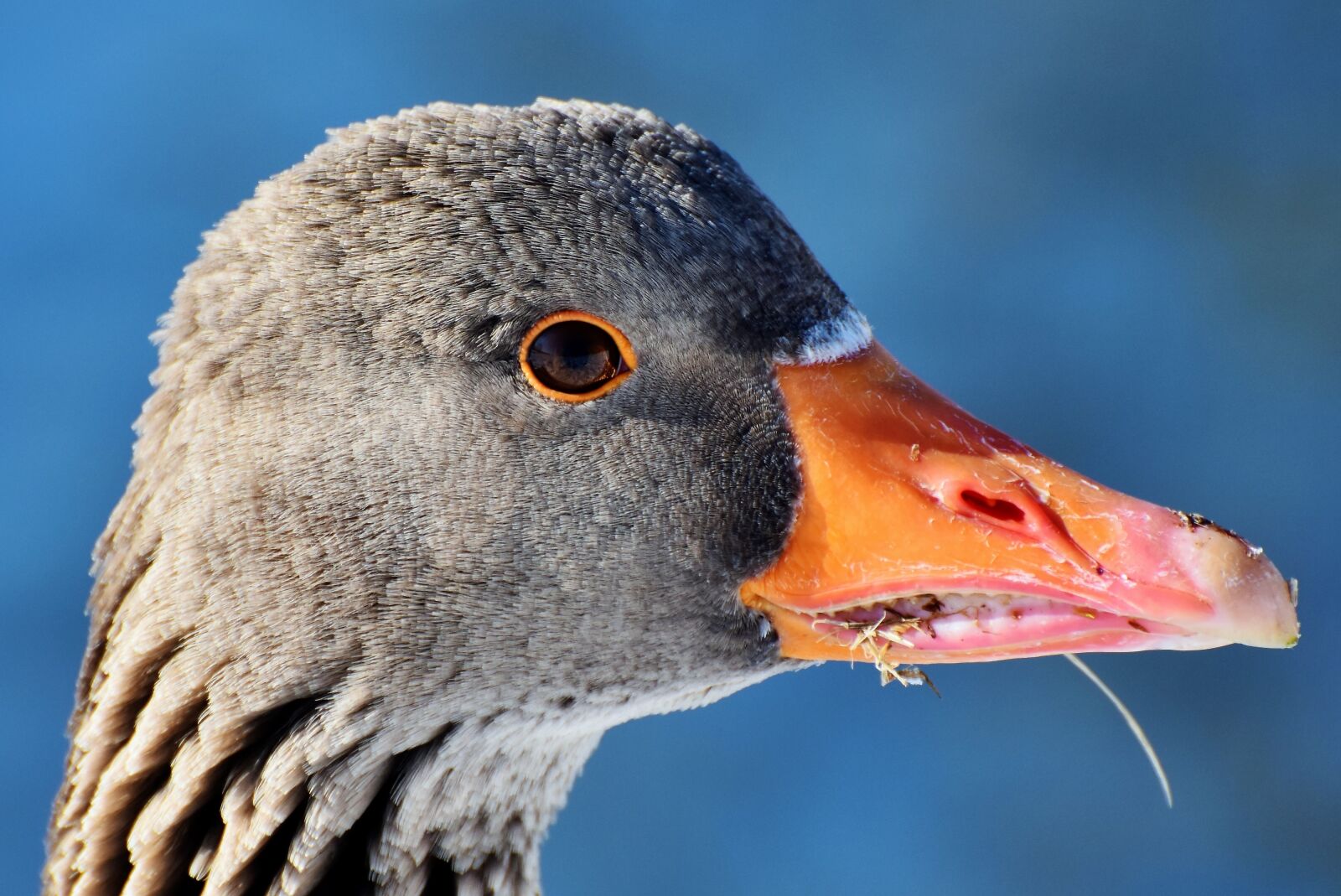 Nikon D7200 sample photo. Goose, greylag goose, wild photography