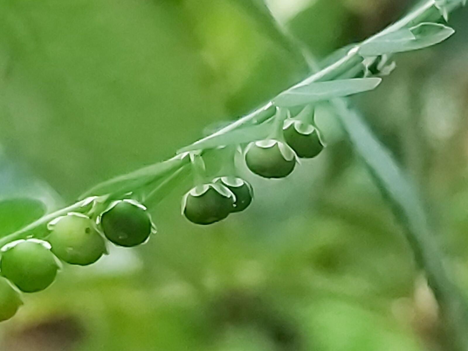 Samsung Galaxy A70 sample photo. Under, the, leaves photography