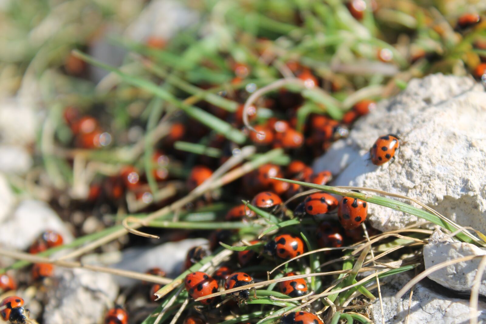Canon EOS 1100D (EOS Rebel T3 / EOS Kiss X50) sample photo. Ladybugs, nature, insect photography