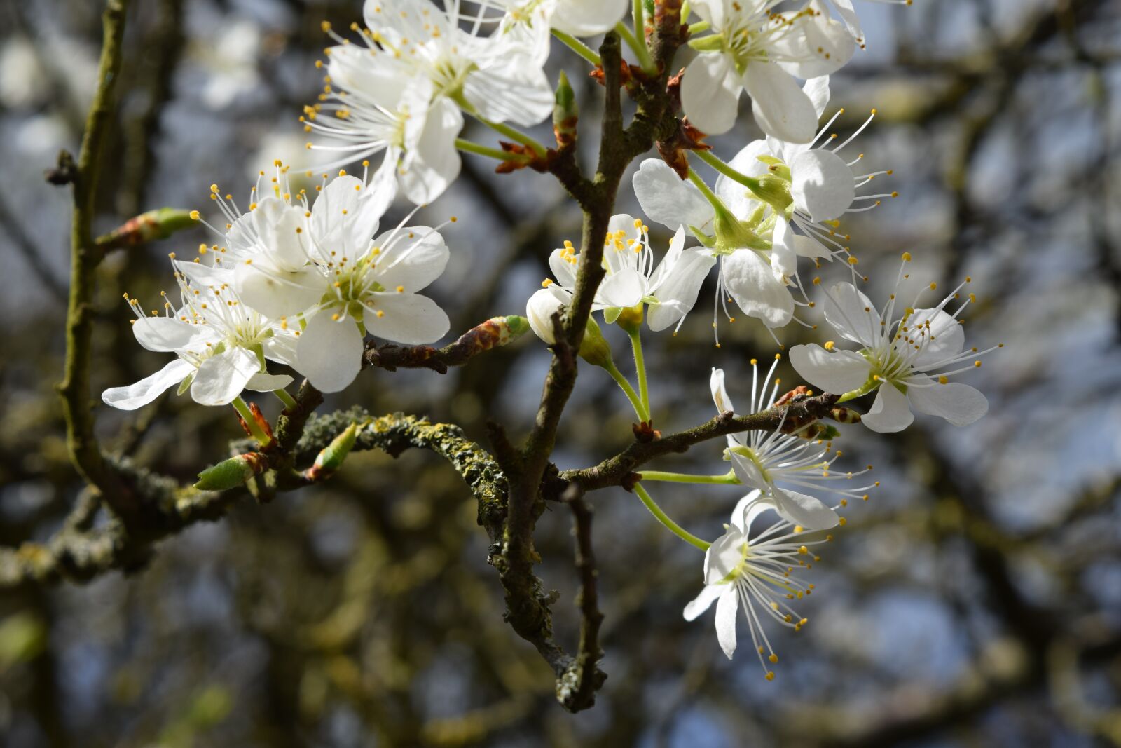 Nikon D5300 sample photo. Apple blossom, tree blossom photography