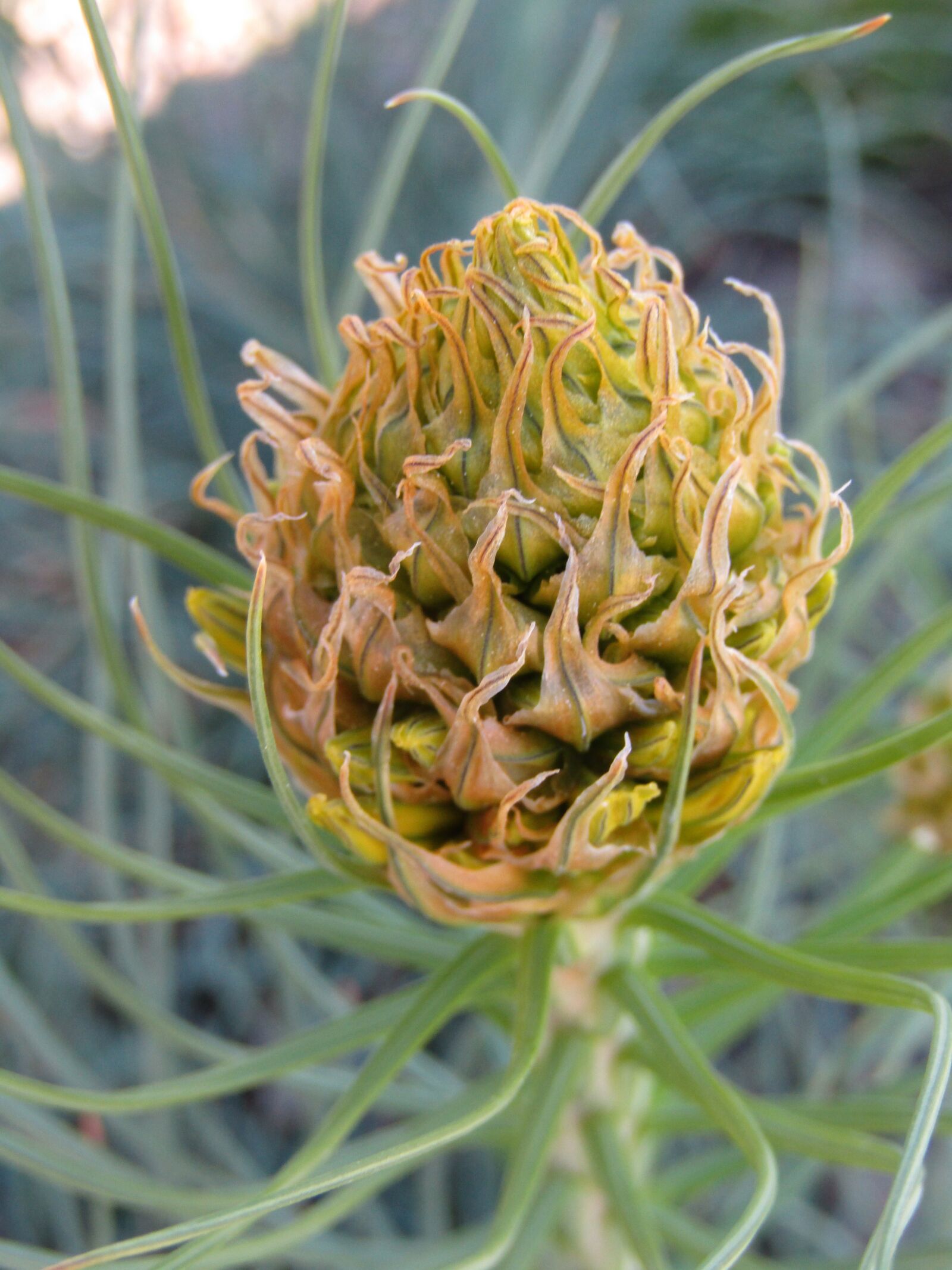 Canon POWERSHOT SX432 IS sample photo. Goldwurz, asphodeline lutea, flower photography