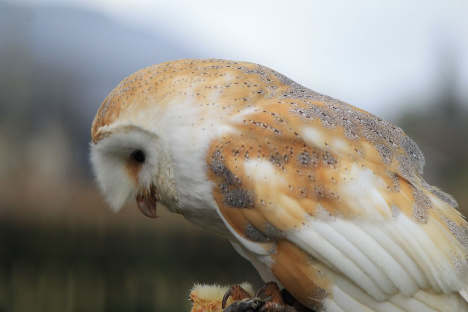 Canon EOS 1100D (EOS Rebel T3 / EOS Kiss X50) sample photo. Owl, barn owl, bird photography