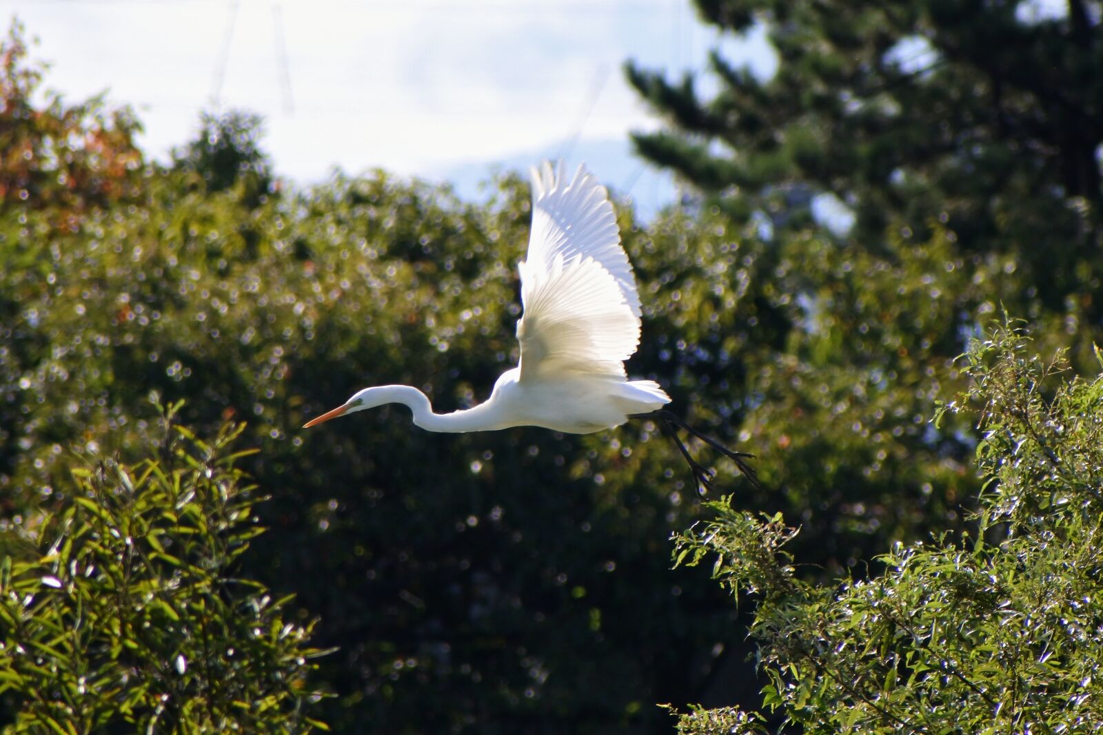VR 70-300mm f/4.5-6.3G sample photo. Animal, river, waterside photography