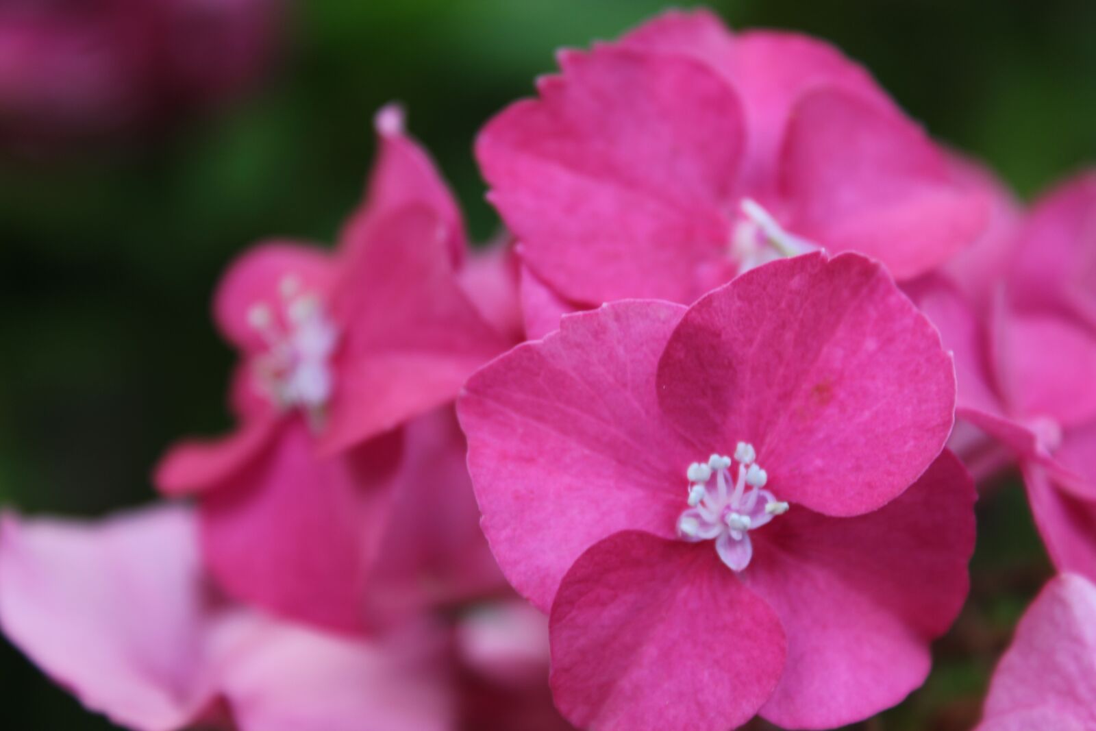 Canon EOS 550D (EOS Rebel T2i / EOS Kiss X4) sample photo. Hydrangea, violet, pink photography