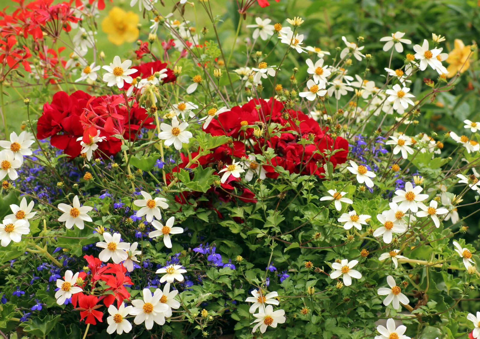 Canon EOS 1200D (EOS Rebel T5 / EOS Kiss X70 / EOS Hi) sample photo. Flowers, summer, season photography