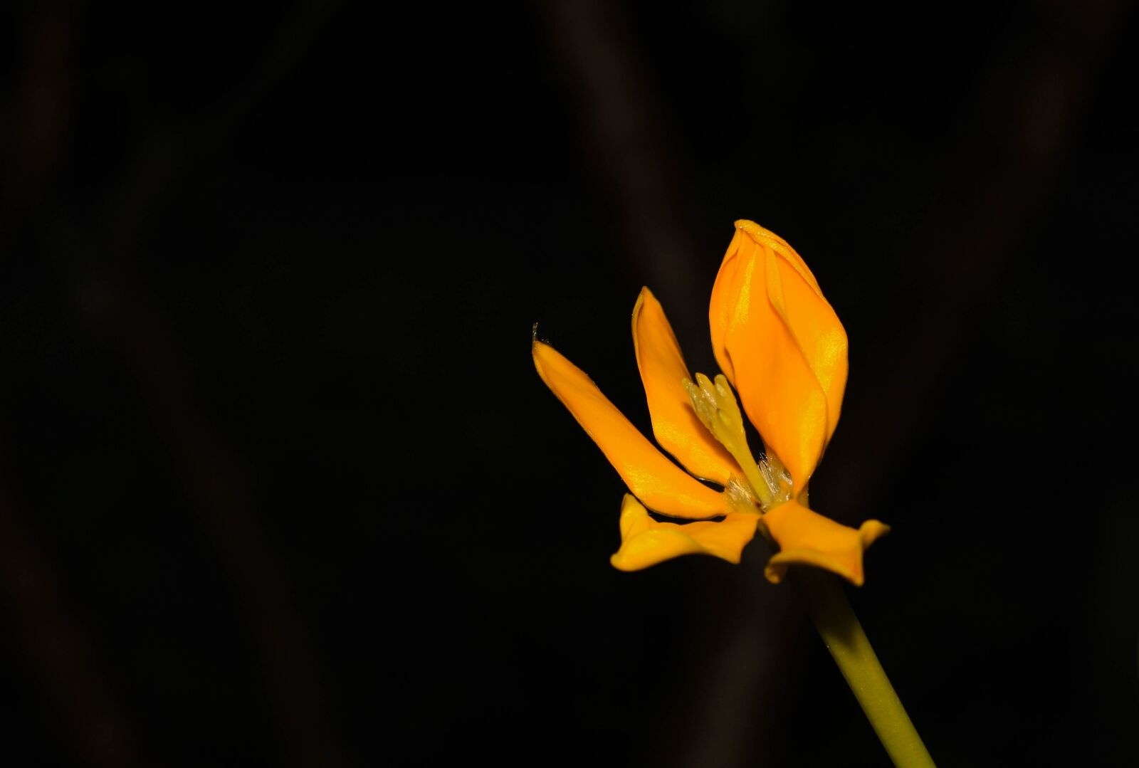 Canon EOS 700D (EOS Rebel T5i / EOS Kiss X7i) sample photo. Flowers, orange, nature photography