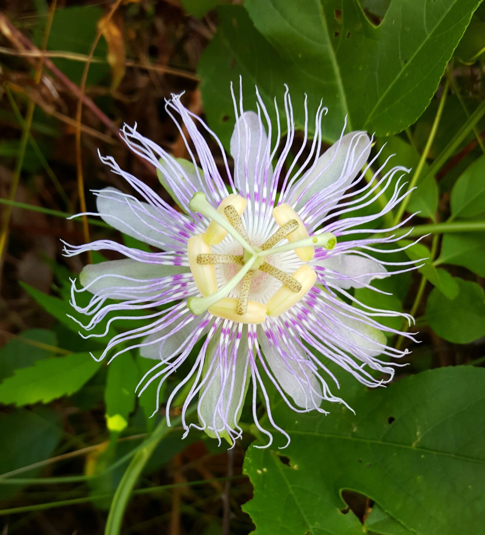 Samsung Galaxy Note5 sample photo. Passion flower, vine, flower photography