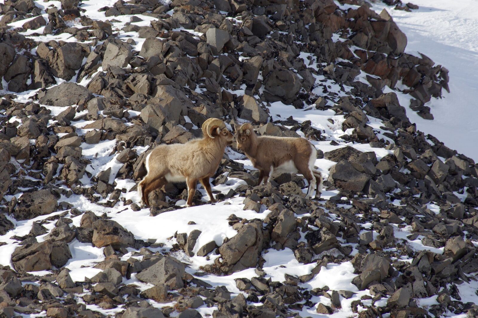 Pentax K-5 sample photo. Bighorn sheep, couple, sheep photography