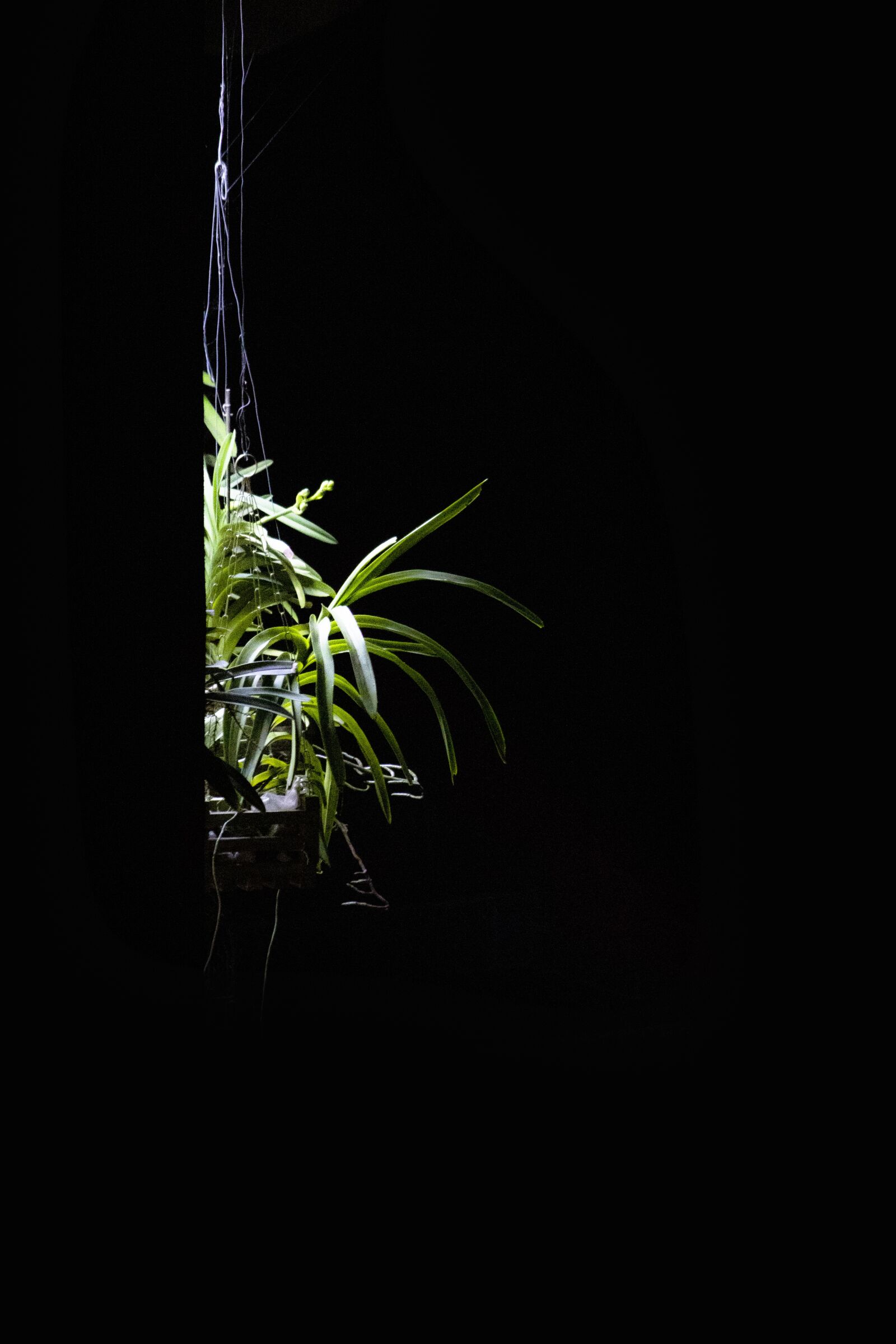 Canon EOS 1300D (EOS Rebel T6 / EOS Kiss X80) sample photo. Plant, night, flower photography