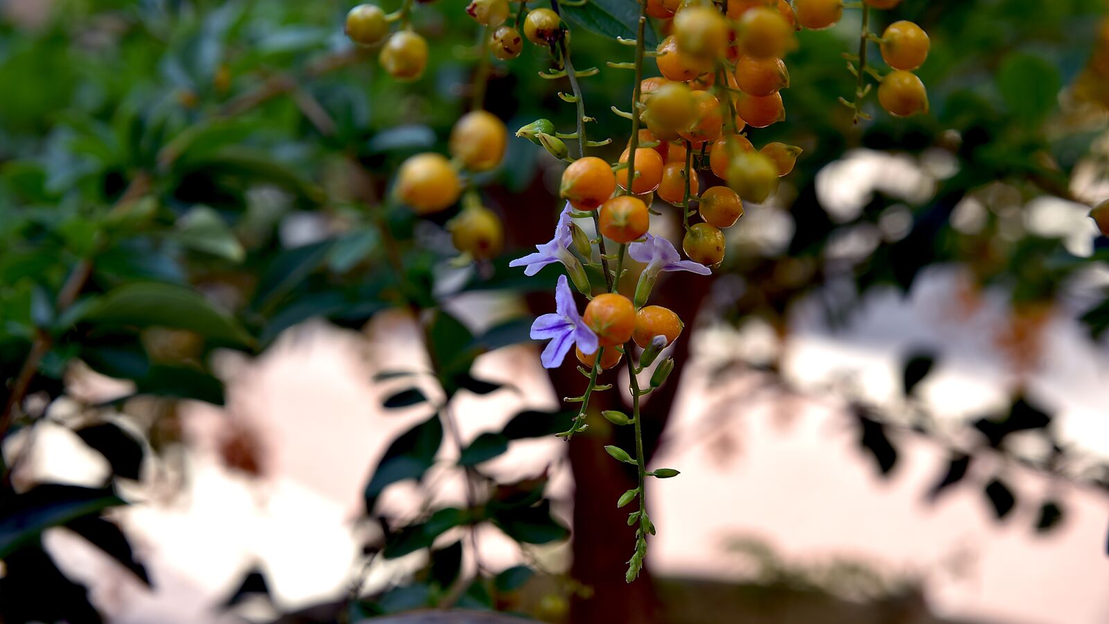 Nikon D750 sample photo. Leaf, flora, nature photography