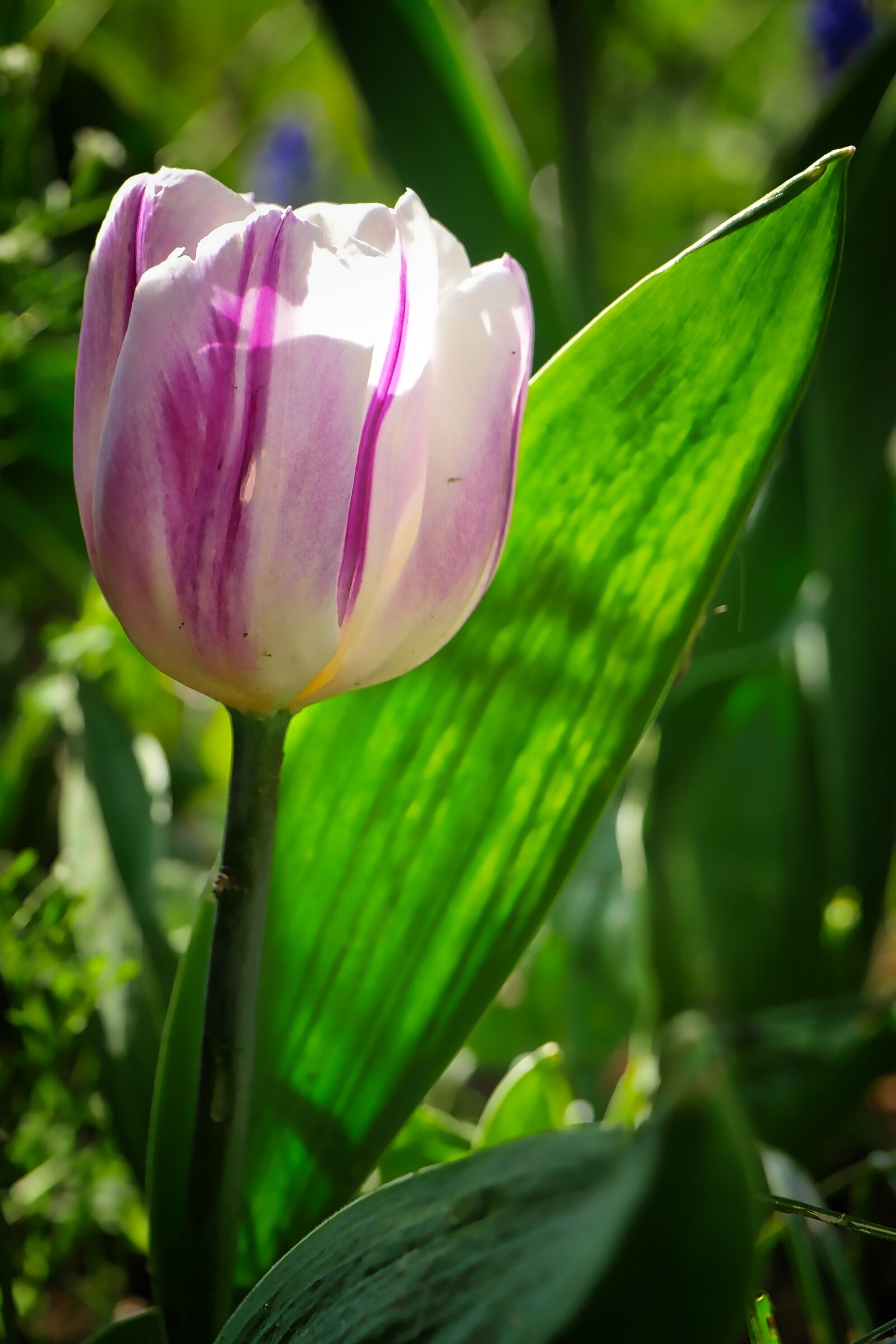 Panasonic Lumix DMC-GX8 sample photo. Flower, tulip, nature photography