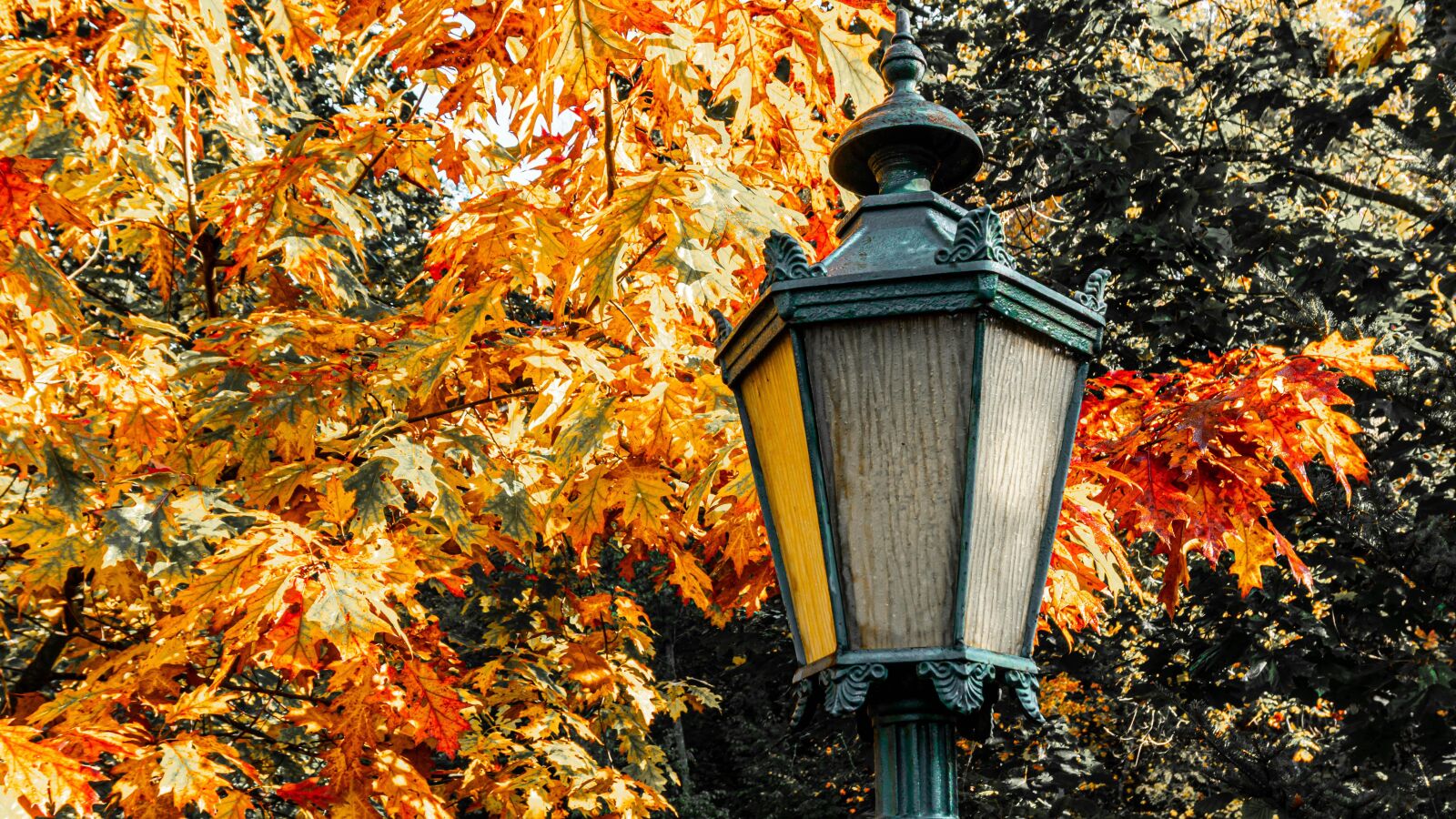 Sony a6500 + Sony E 16-50mm F3.5-5.6 PZ OSS sample photo. Lamp, autumn, forest photography