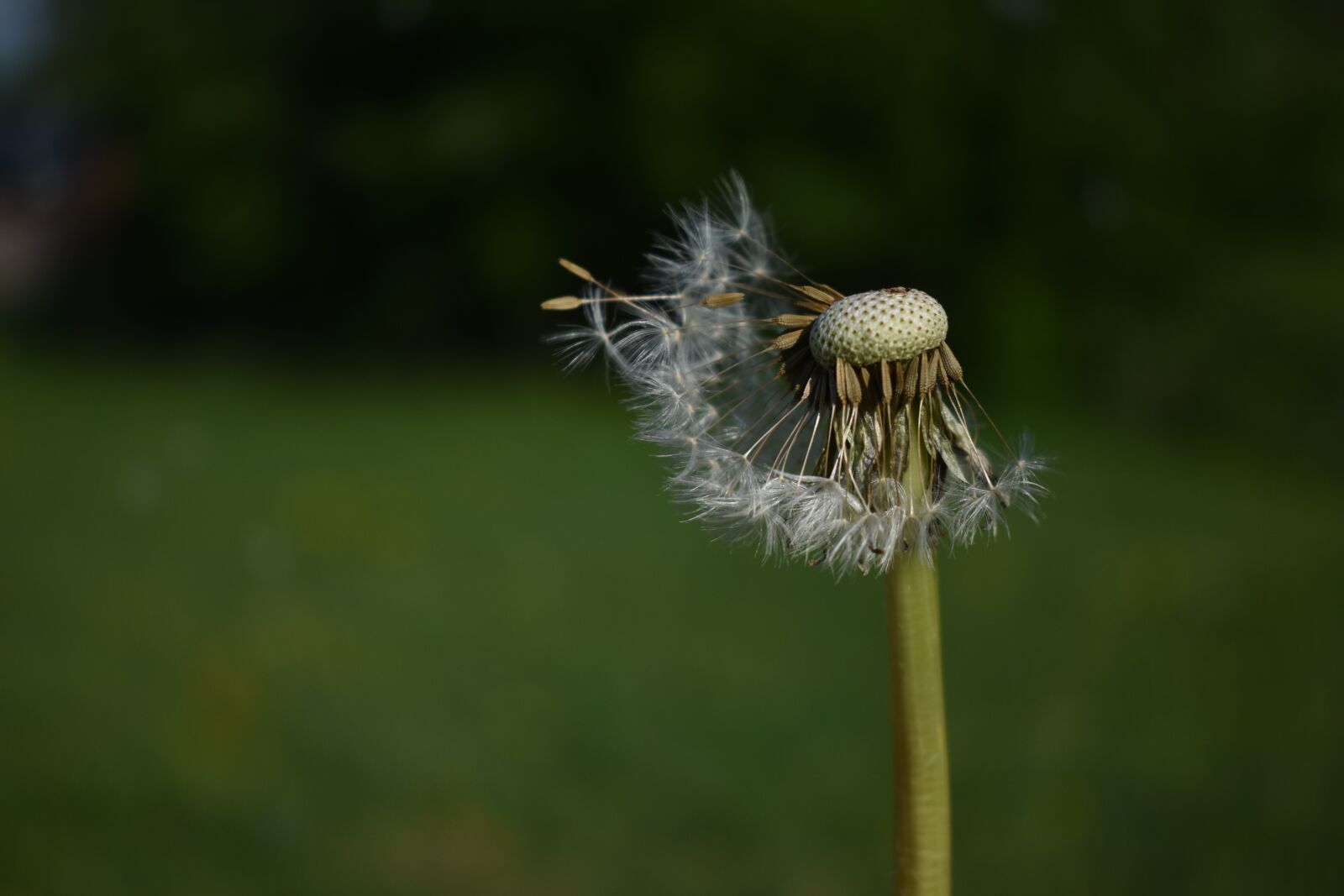 Nikon D3400 sample photo. Dandelion, flower, pointed flower photography