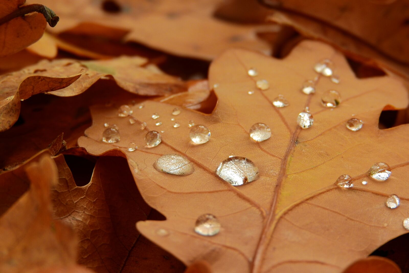 Nikon Coolpix P610 sample photo. Dew drops, dew, drops photography