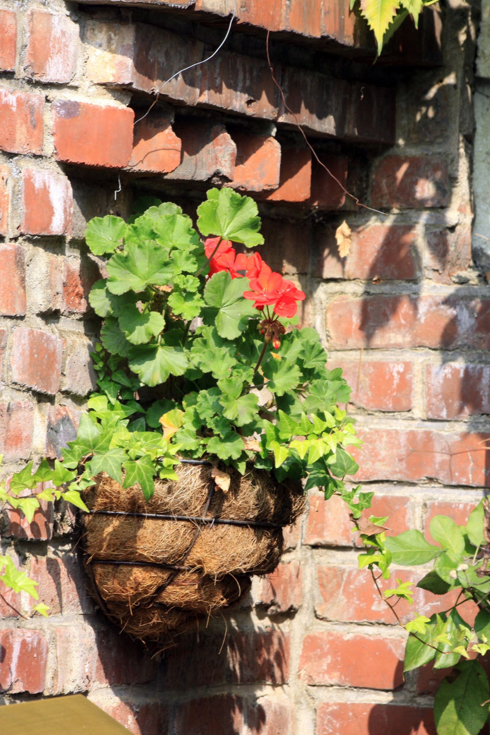 Canon EOS 50D sample photo. Flowers, ornament, wall photography