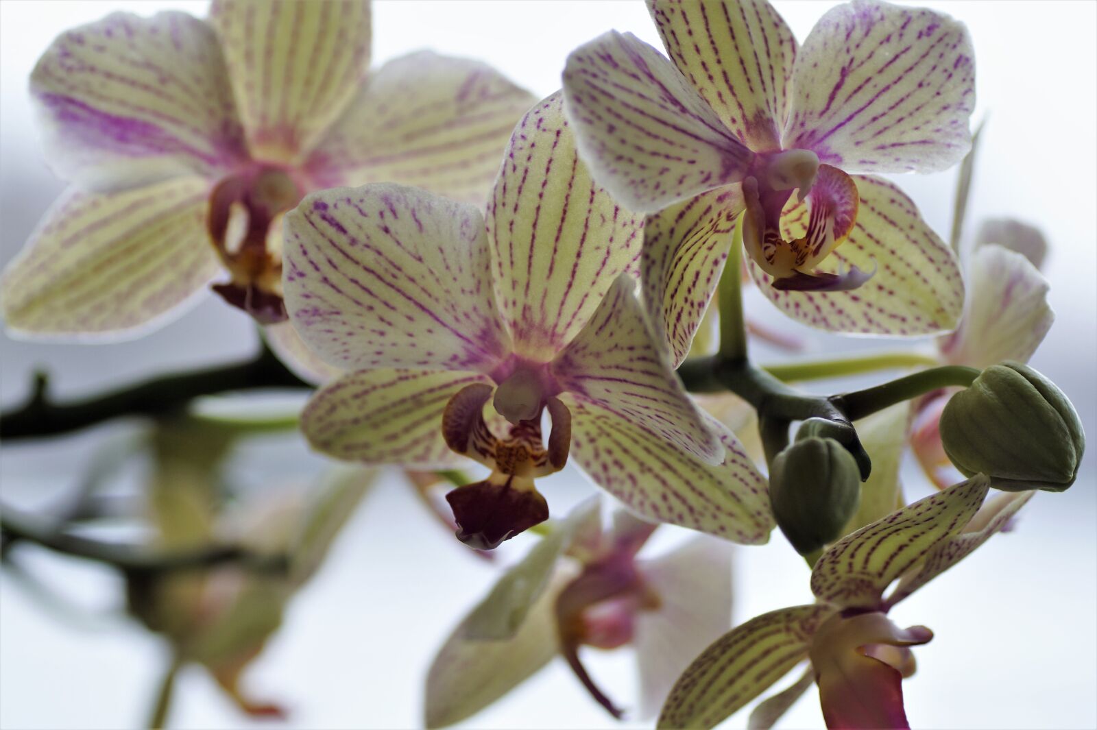 Sony SLT-A58 sample photo. Orchidea, exotic flower, flower photography