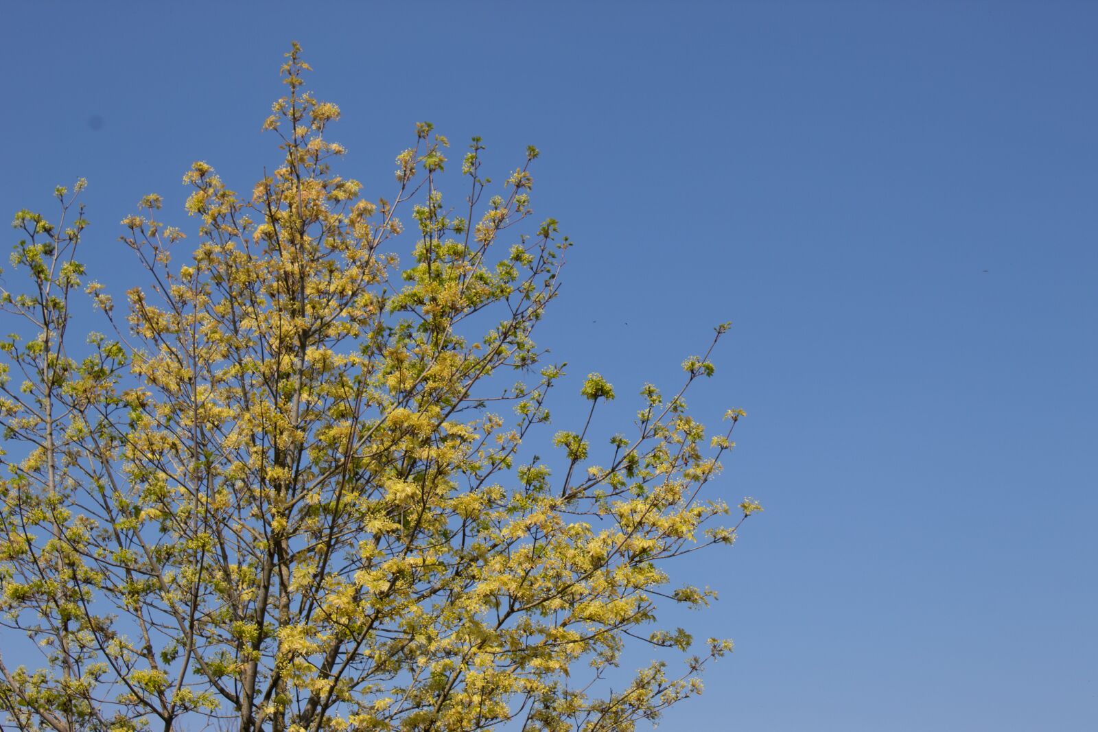 Canon EOS 4000D (EOS Rebel T100 / EOS 3000D) sample photo. Tree, blossom, summer photography