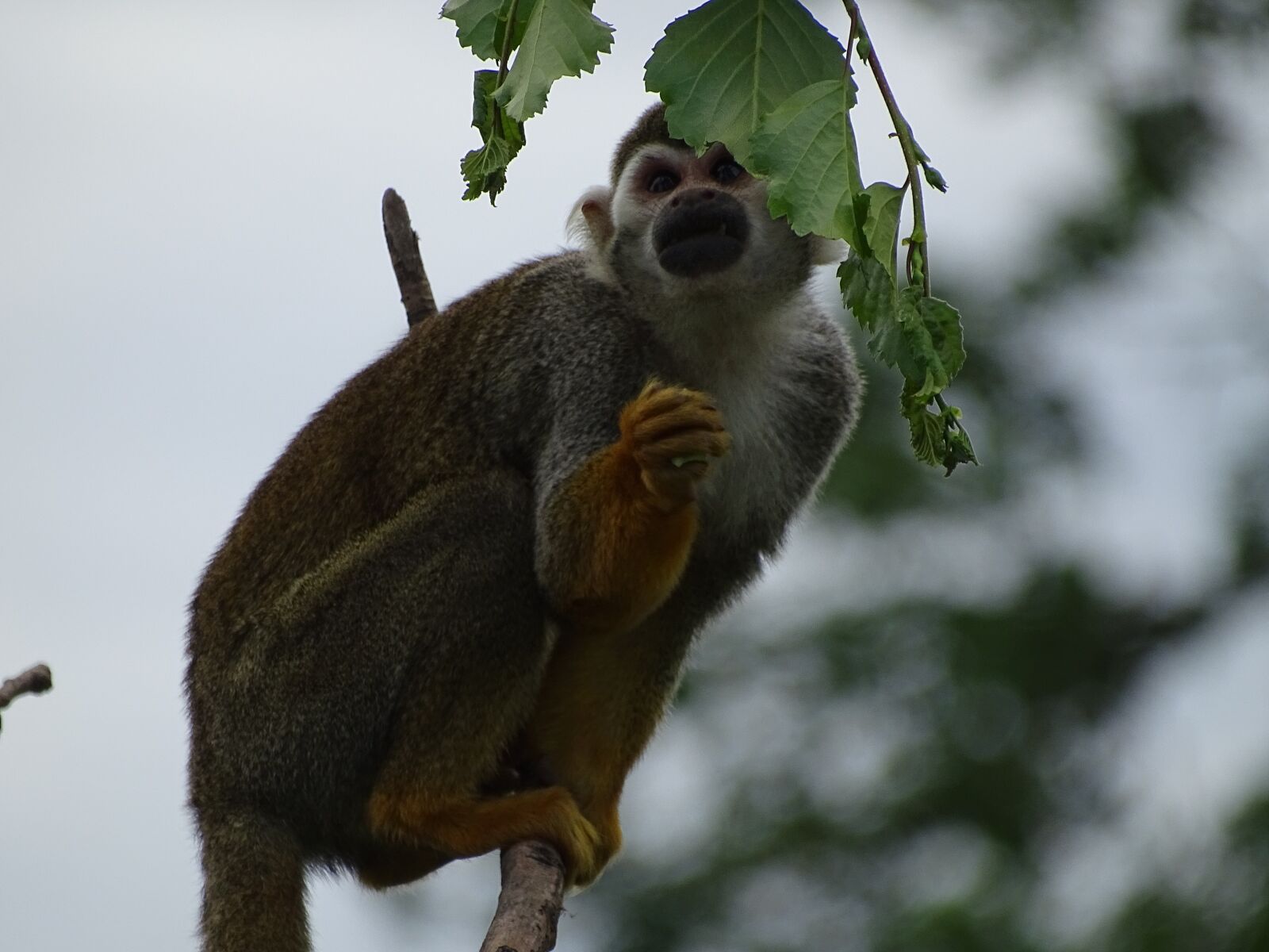 Sony Cyber-shot DSC-HX400V sample photo. Monkey, zoo, wildlife photography