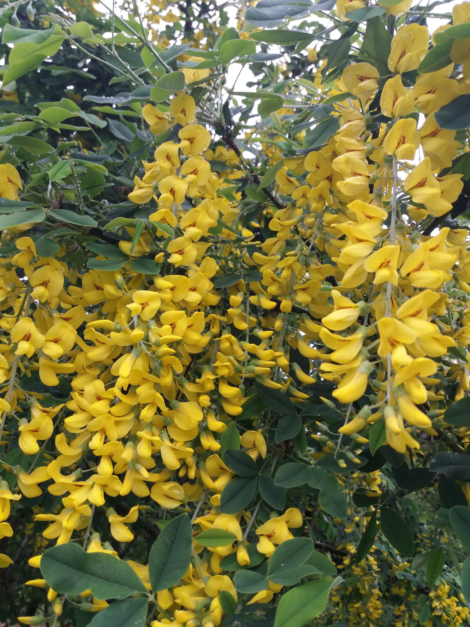Samsung Galaxy J5(2016) sample photo. Laburnum, yellow flowers, bush photography