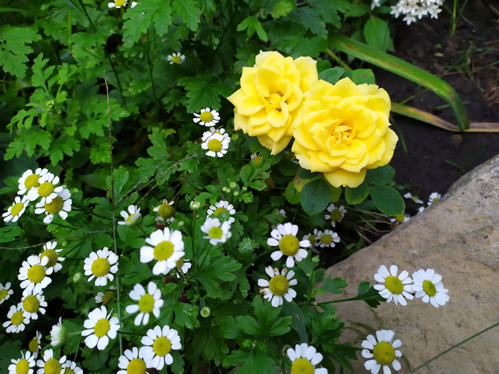 Xiaomi Redmi Note 7 sample photo. Garden, flower, flowers photography