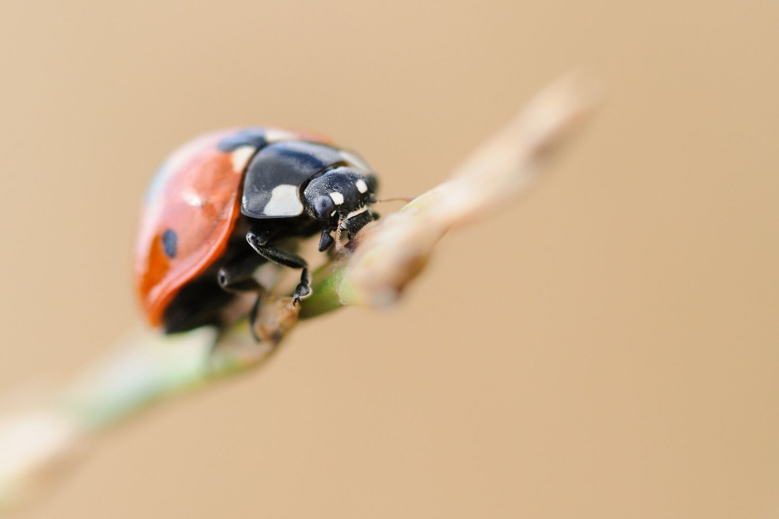 Nikon D300 sample photo. Ladybug, insect, macro photography
