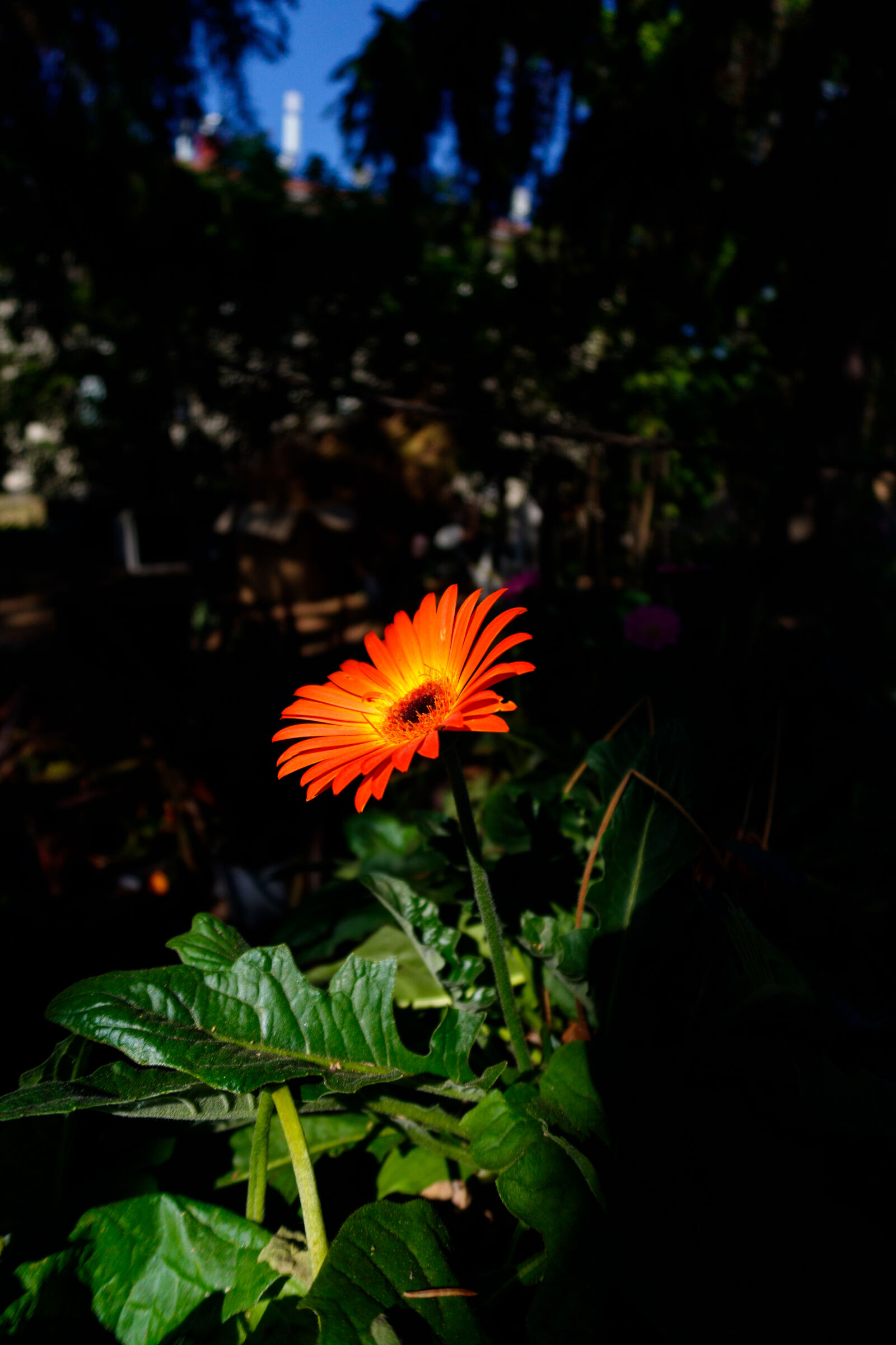 Sony ZV-1 Mark II sample photo. Flower at the sunspot photography