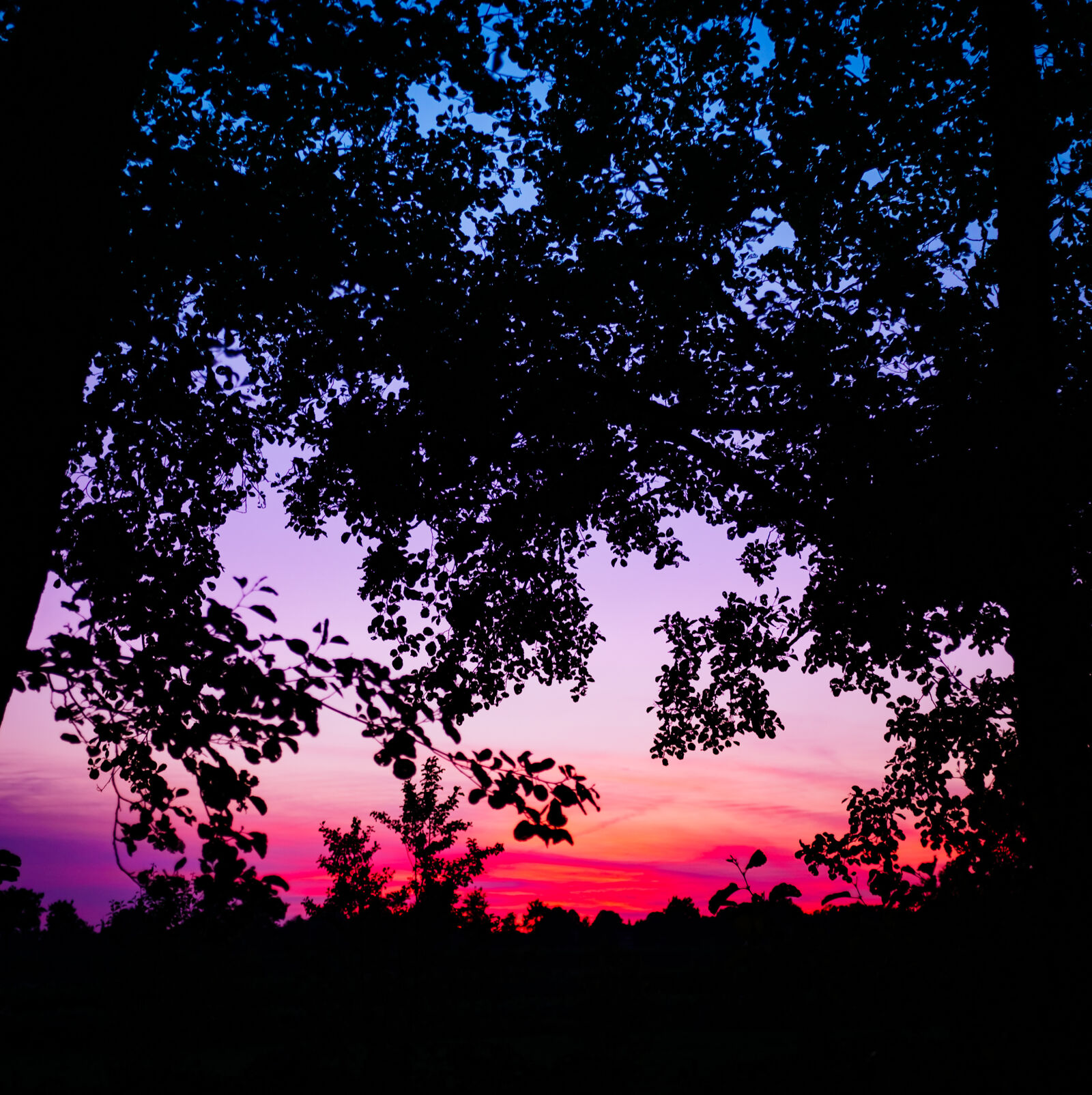 Fujifilm X100T sample photo. Trees photography