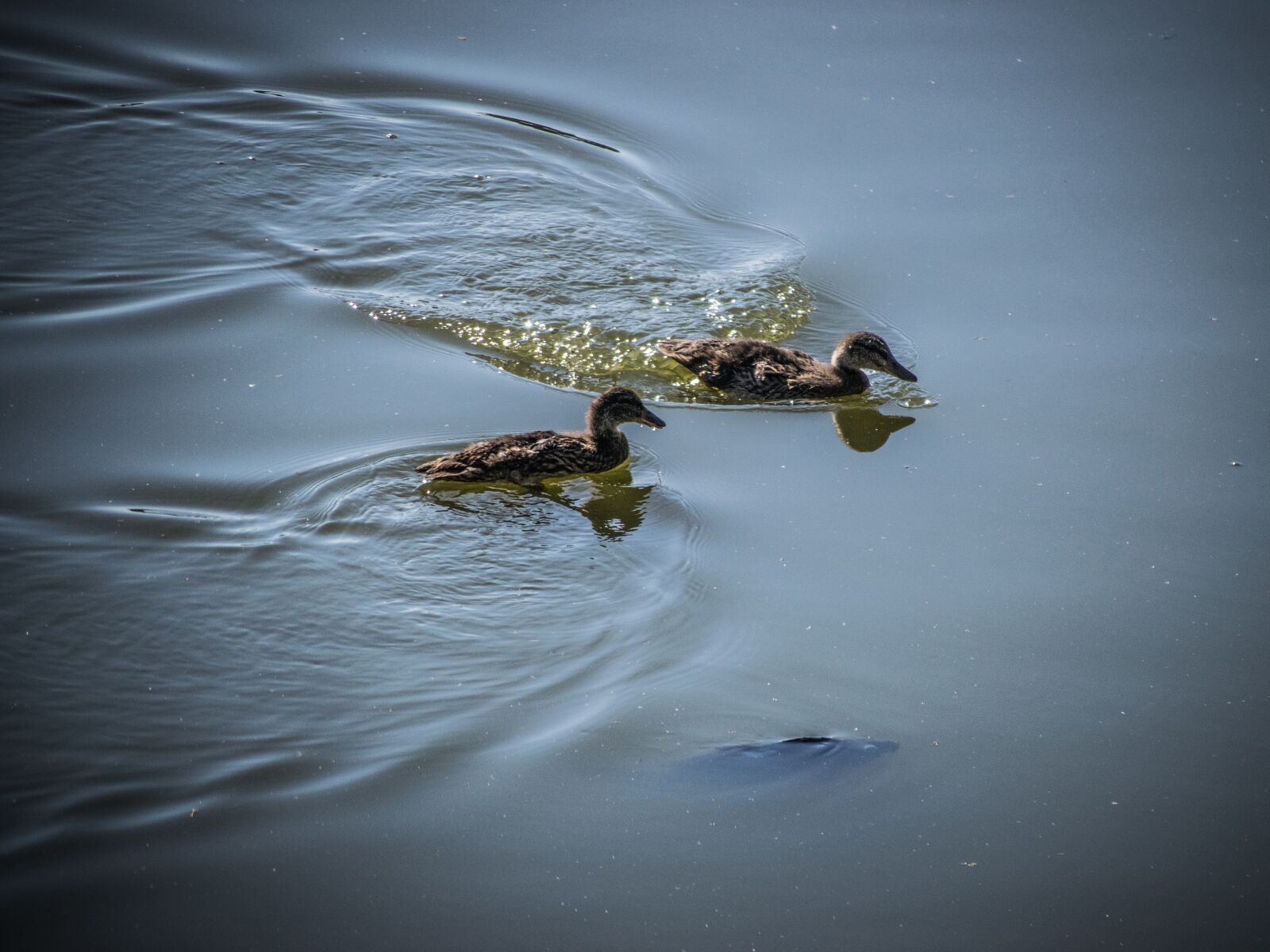Nikon D5300 sample photo. Water-level, ducks, fish photography