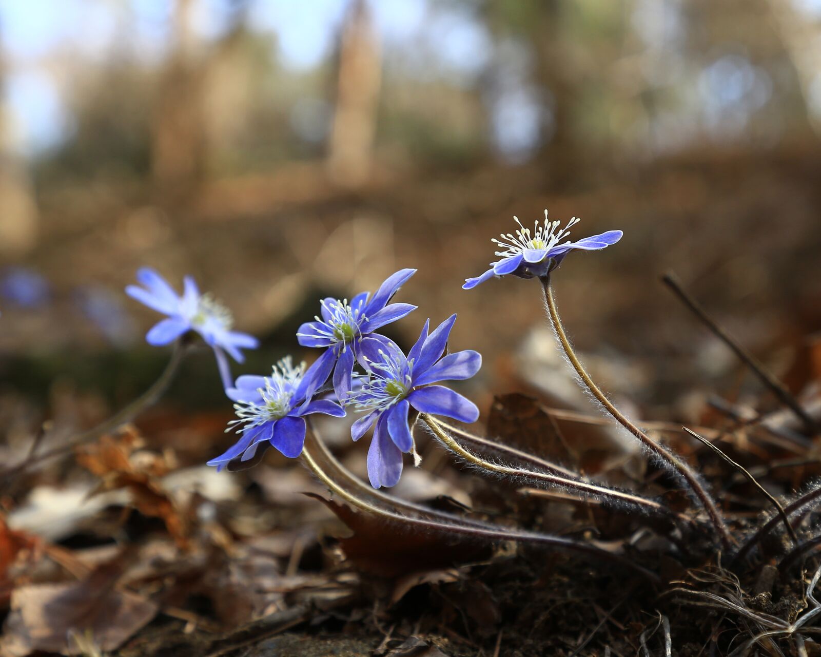 Canon EOS 6D + Canon EF 24-105mm F4L IS USM sample photo. Hepatica, wildflower, spring flowers photography