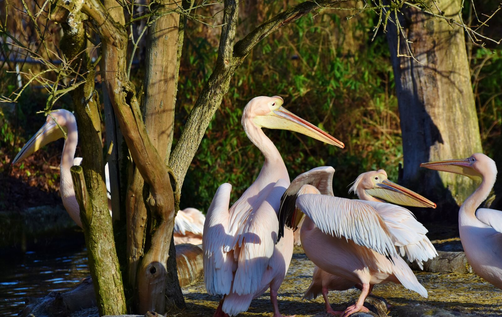 Nikon D7200 sample photo. Pelikan, water bird, pink photography