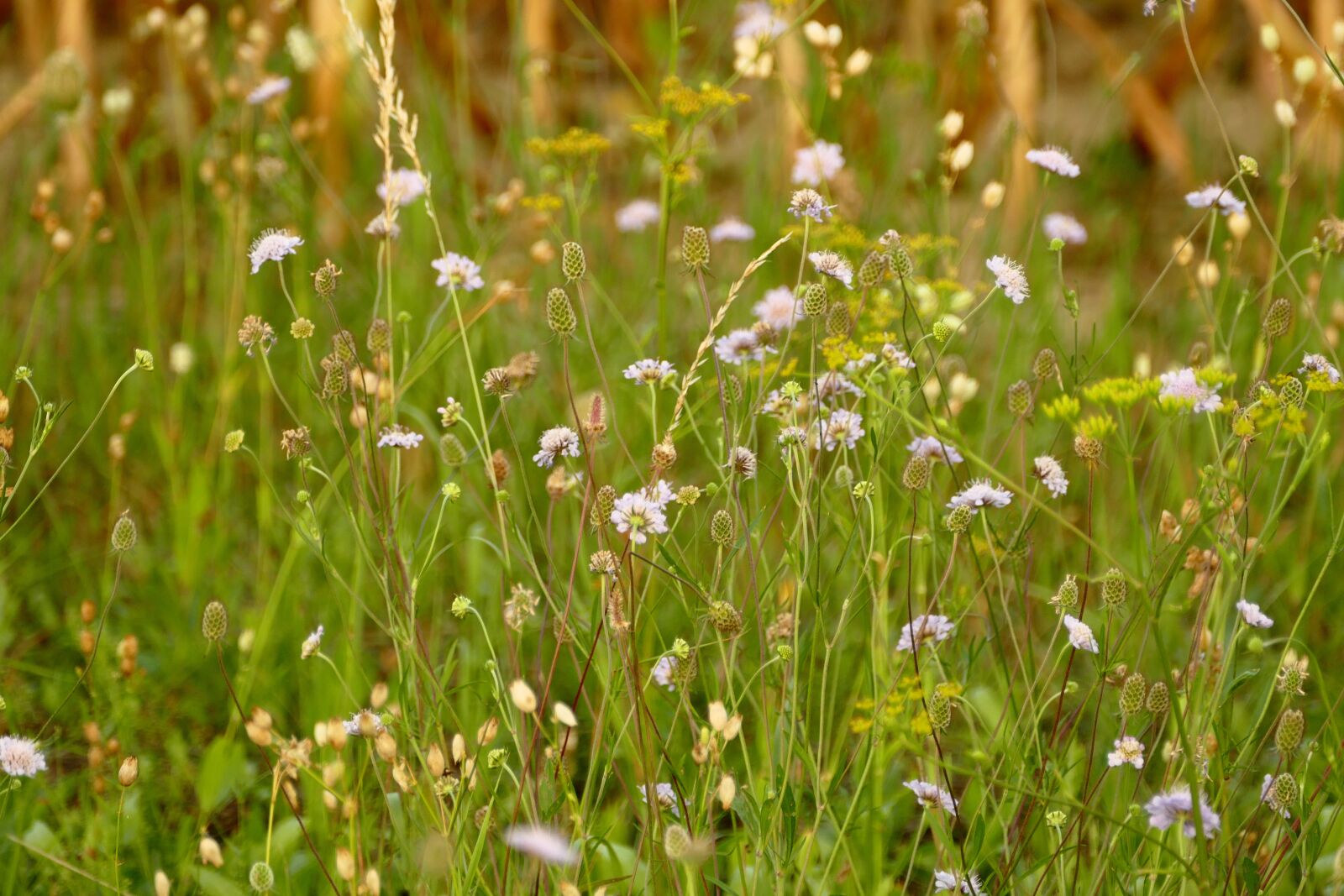 Panasonic Lumix DMC-FZ1000 sample photo. Meadow, plants, alpine photography