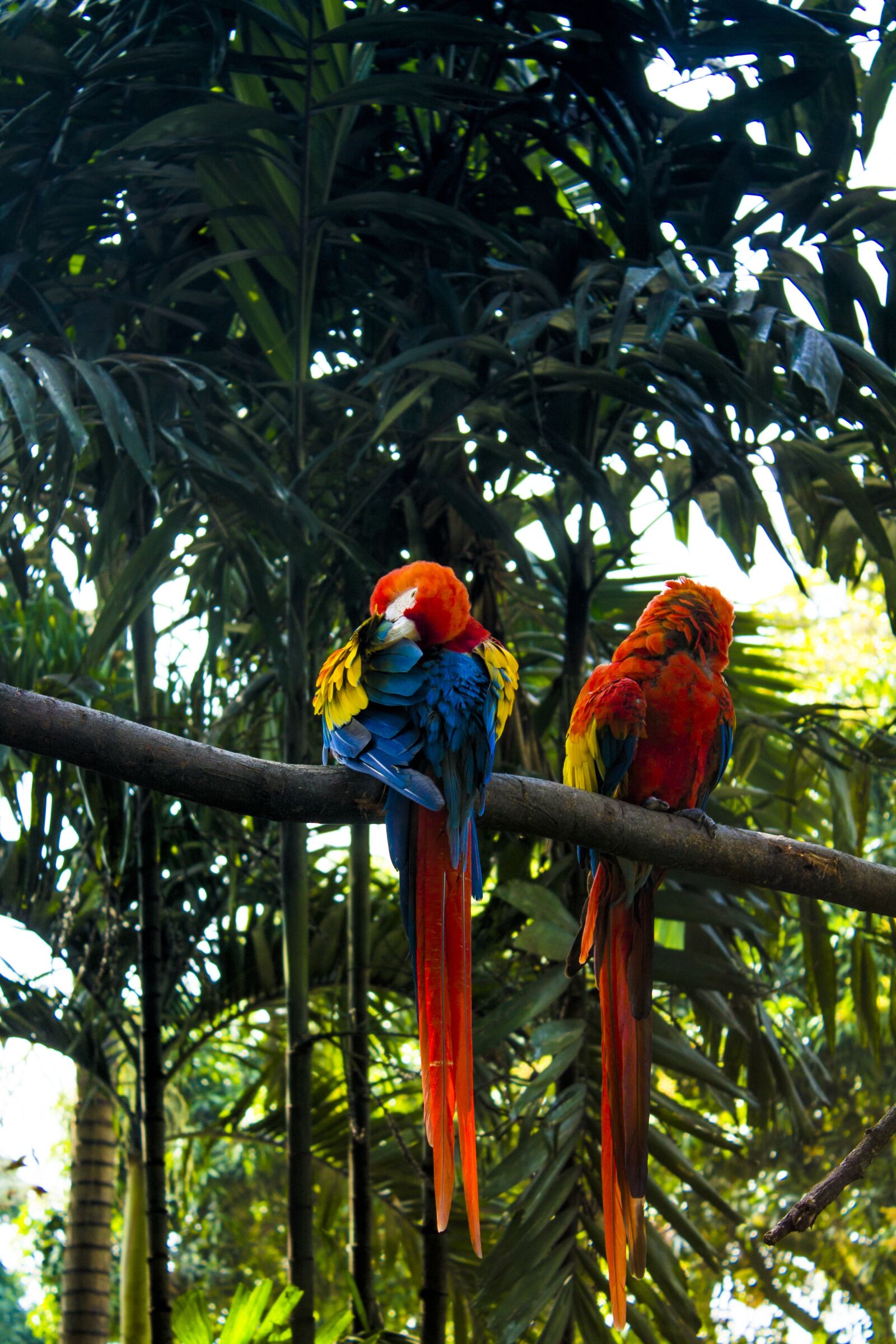 Canon EOS 1100D (EOS Rebel T3 / EOS Kiss X50) sample photo. Macaw, tropical, vegetation photography