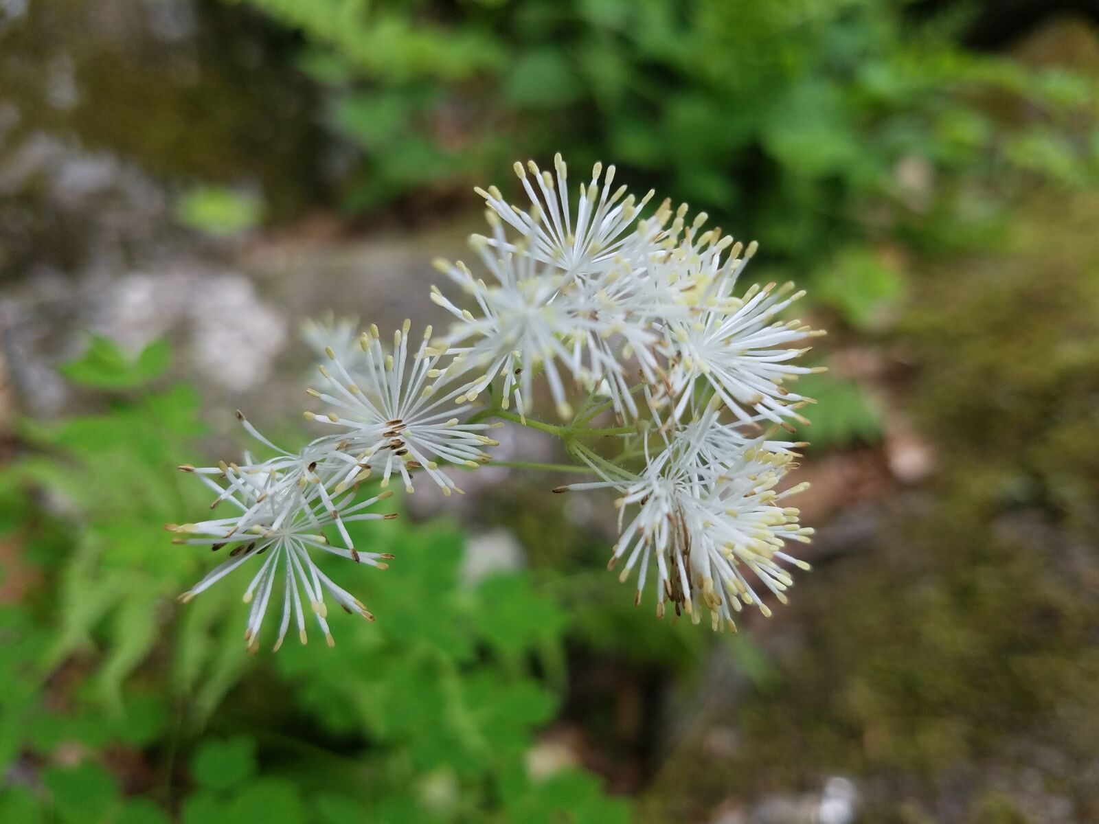 Samsung Galaxy S7 sample photo. Flower, plant, green photography