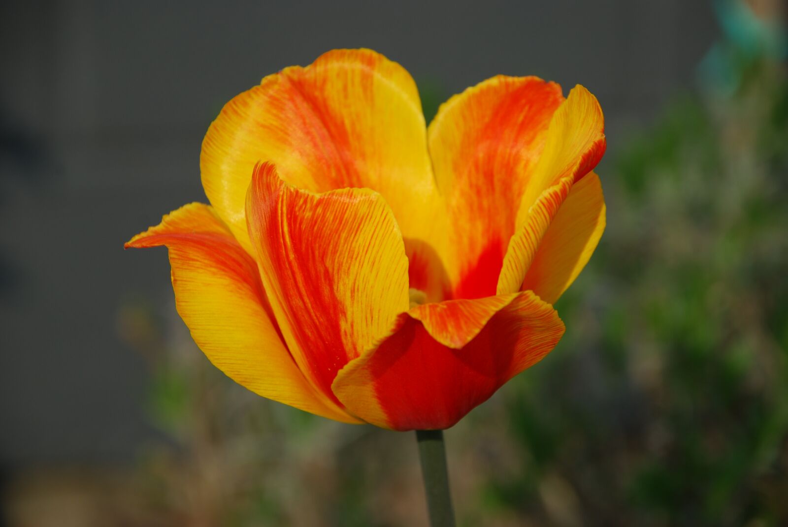 Nikon D80 sample photo. Spring, tulip, nature photography