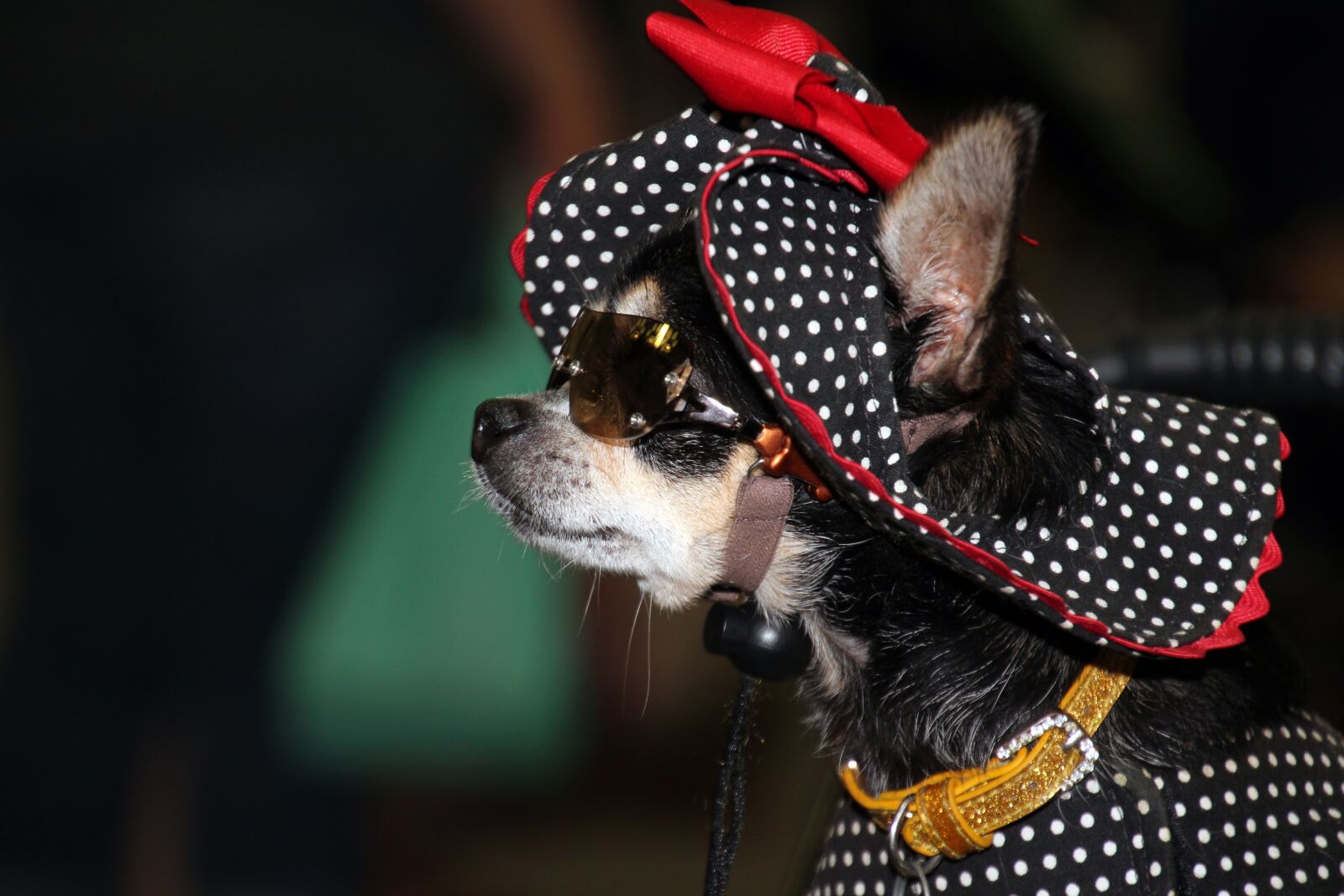 Canon EOS 700D (EOS Rebel T5i / EOS Kiss X7i) sample photo. Dog, chihuahua, diva photography