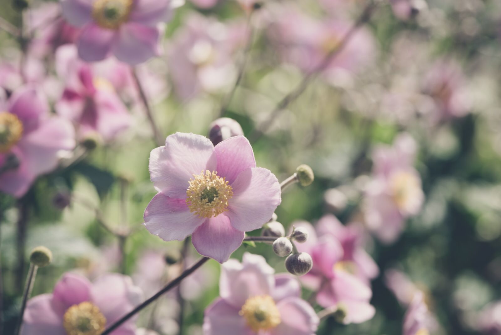 Nikon D750 sample photo. Fall anemone, pink flowers photography