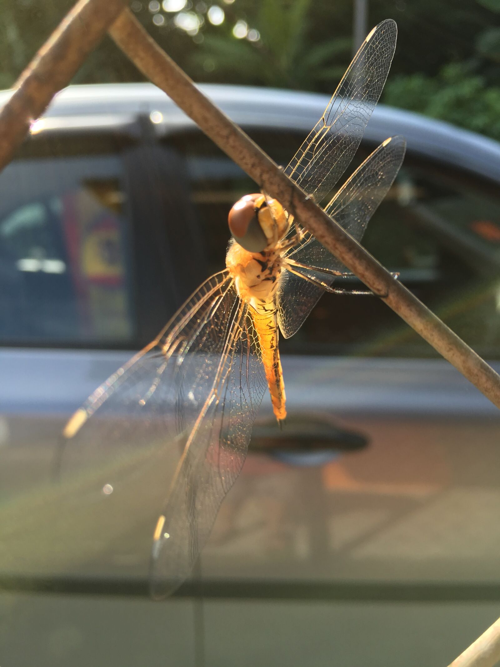 Apple iPhone 6s sample photo. Dragonfly, insect, fence photography