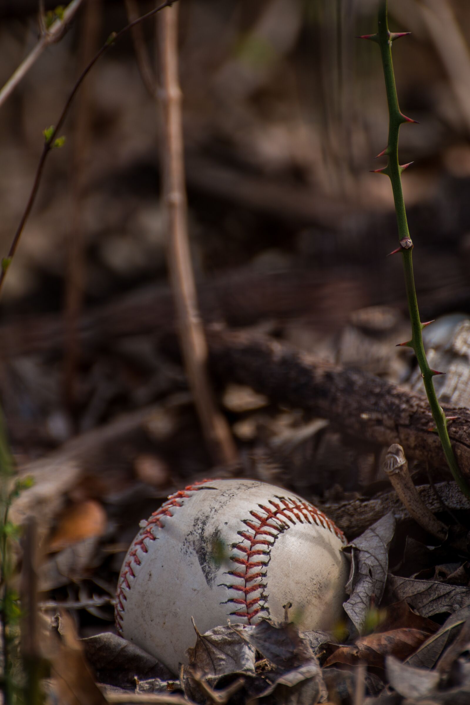 Canon EOS 70D sample photo. Baseball, background image, leaves photography