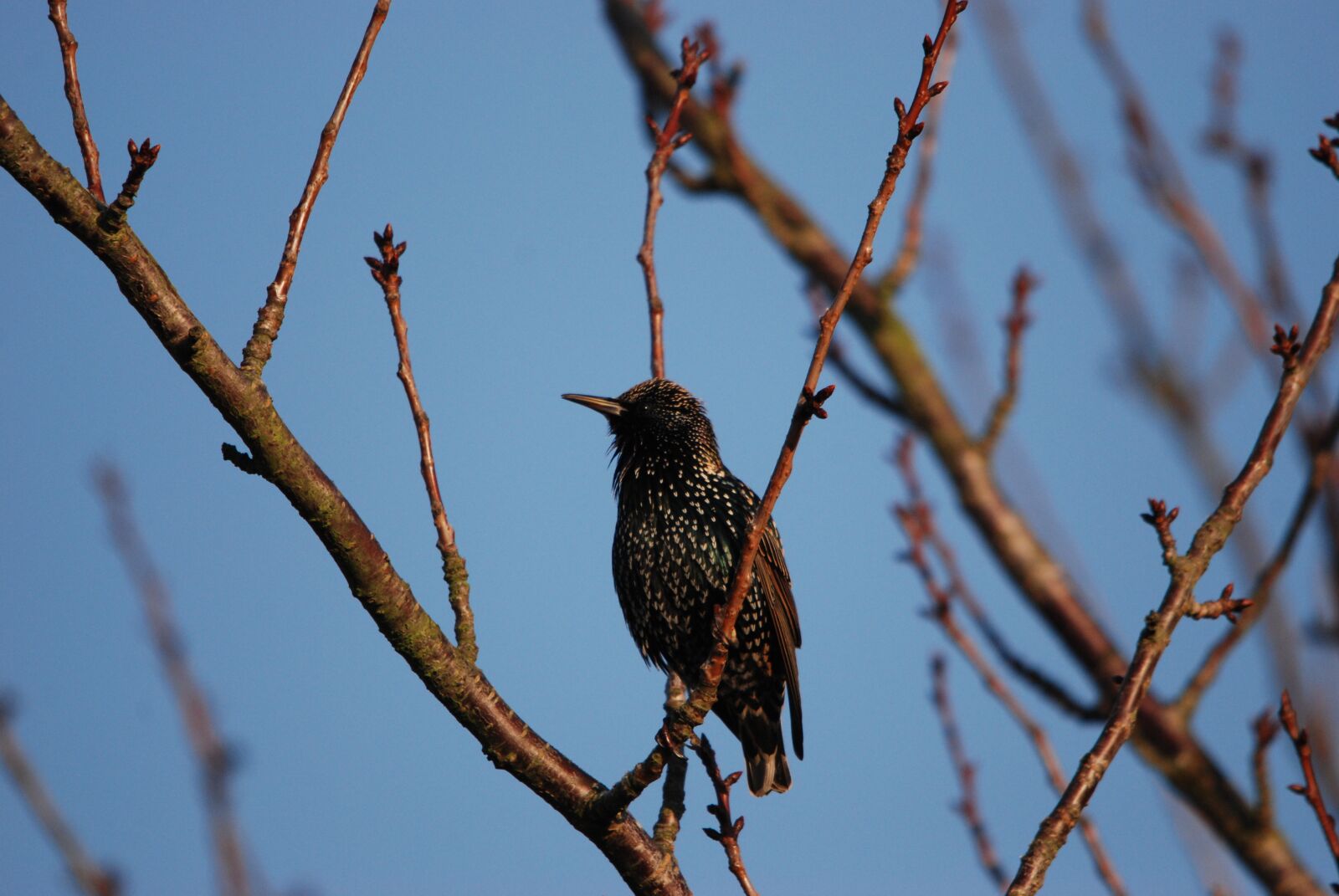 Nikon D80 sample photo. Nature, bird, starling photography