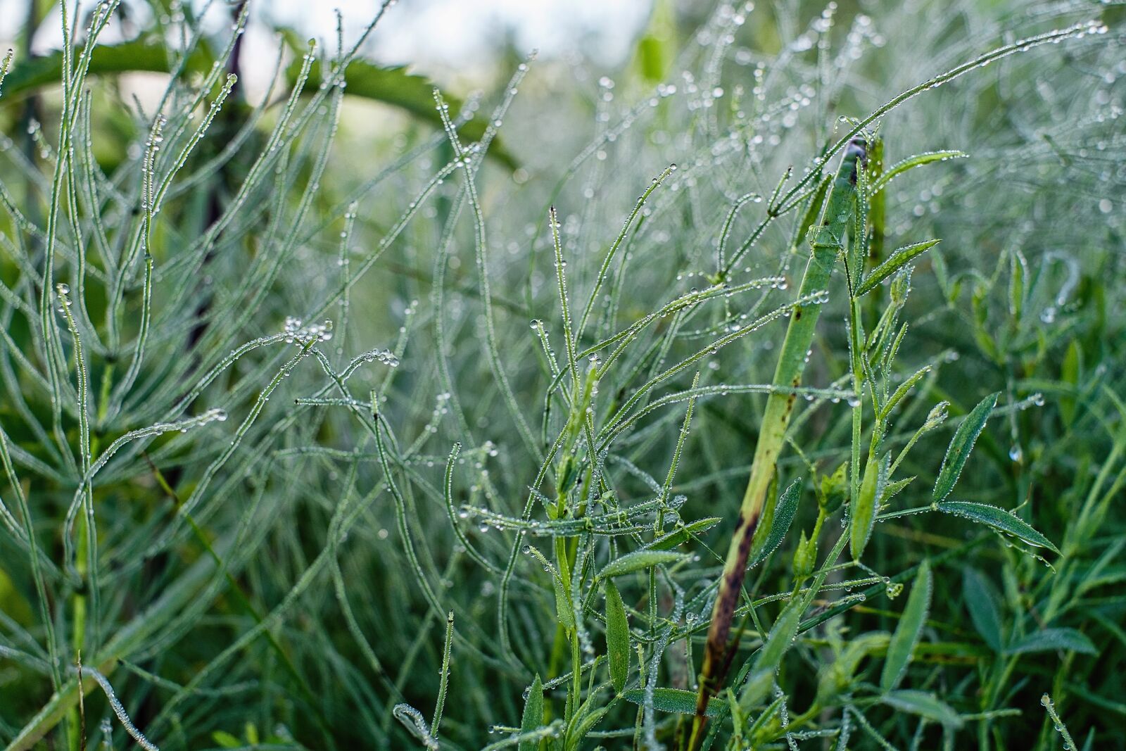 Fujifilm X-E1 + Fujifilm XF 35mm F1.4 R sample photo. Summer, morning, rosa photography