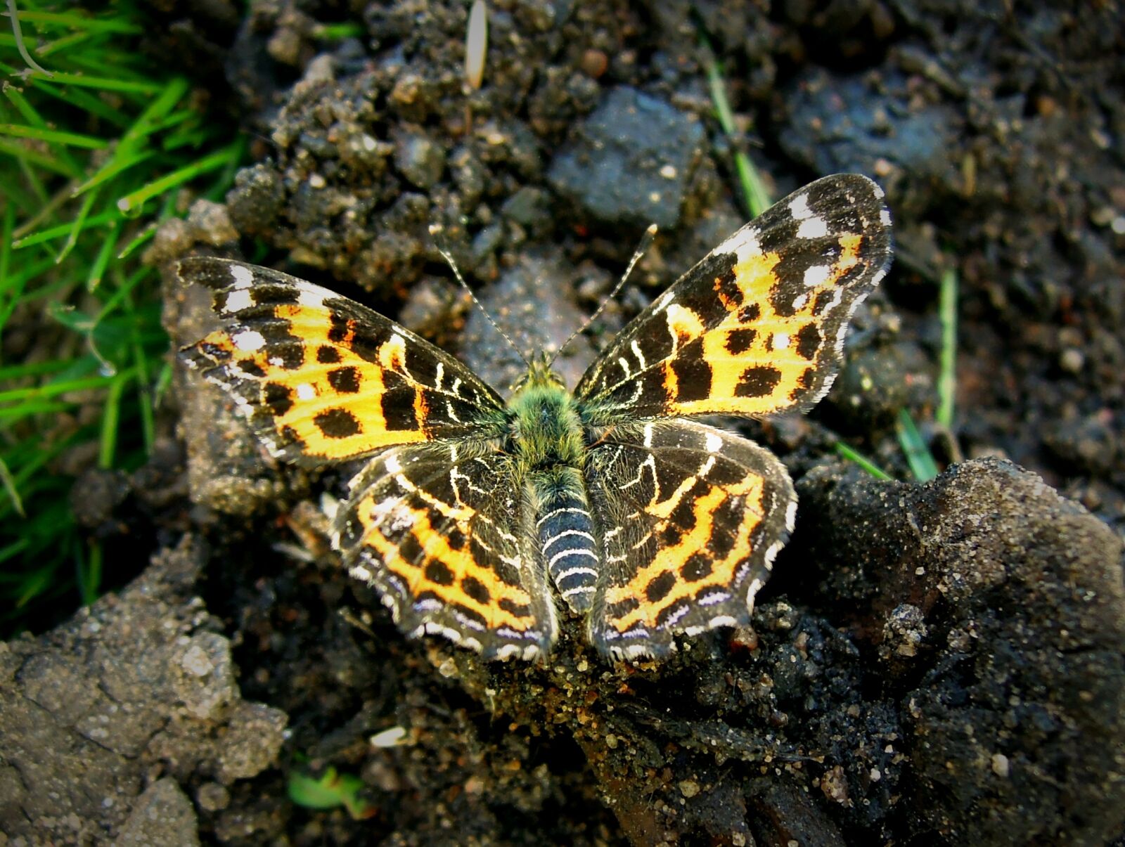 Nikon Coolpix P300 sample photo. Butterfly, insect, bug photography