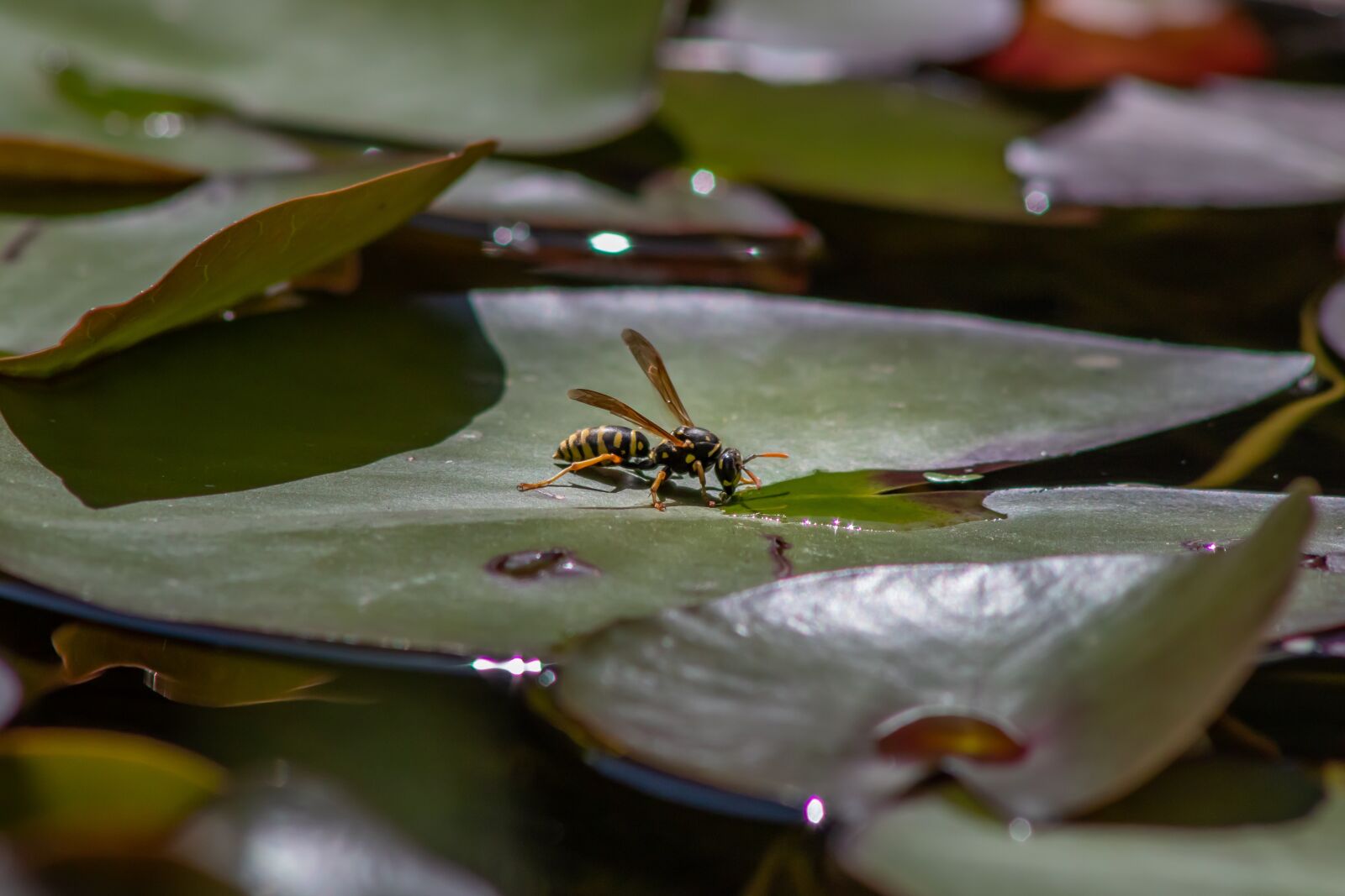 Canon EOS 80D sample photo. Wasp, hornet, leaves photography