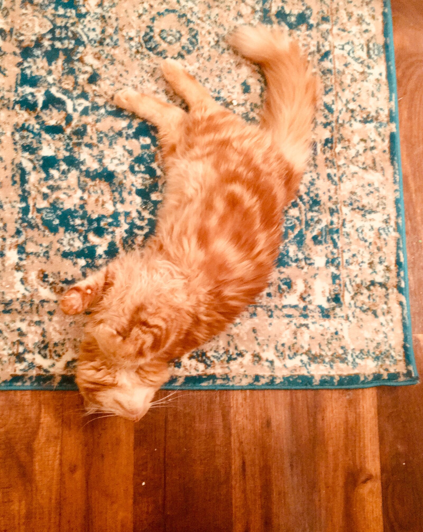 iPhone 6s Plus back camera 4.15mm f/2.2 sample photo. Cat, kitten, cute photography