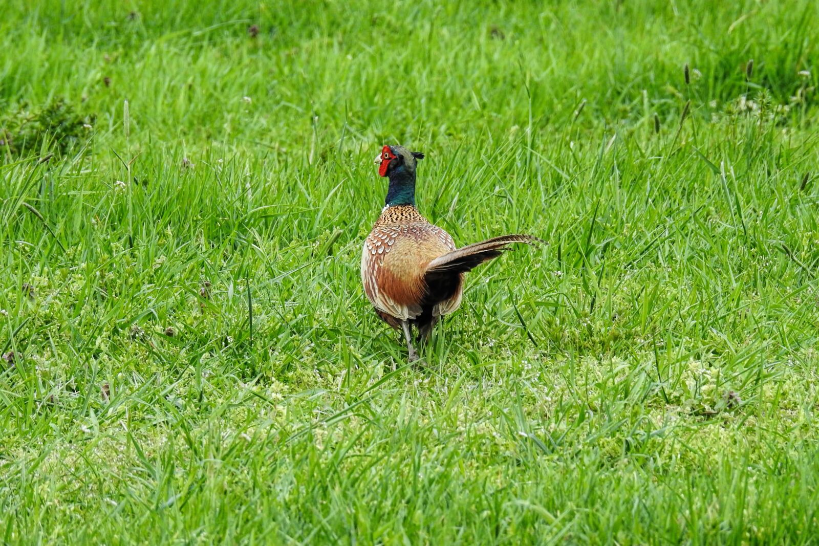 Nikon Coolpix P900 sample photo. Pheasant, bird, plumage photography
