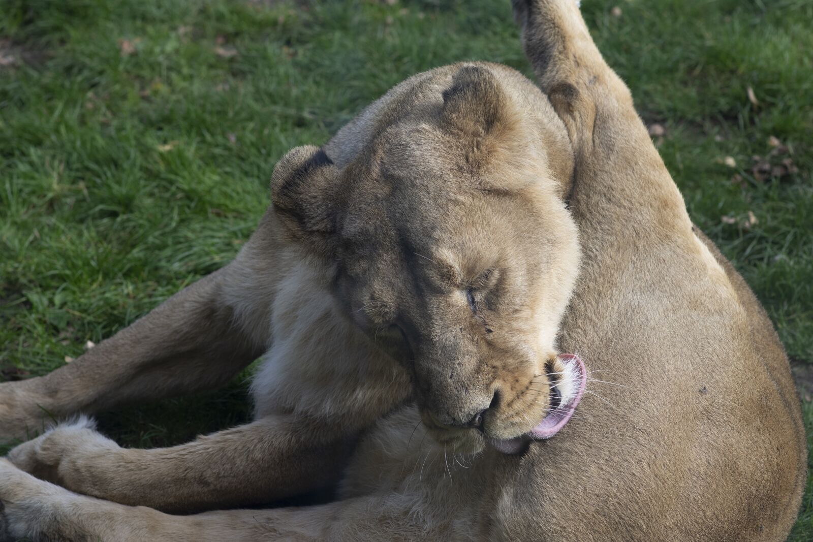 Nikon D7200 sample photo. Lioness, blijdorp, predators photography