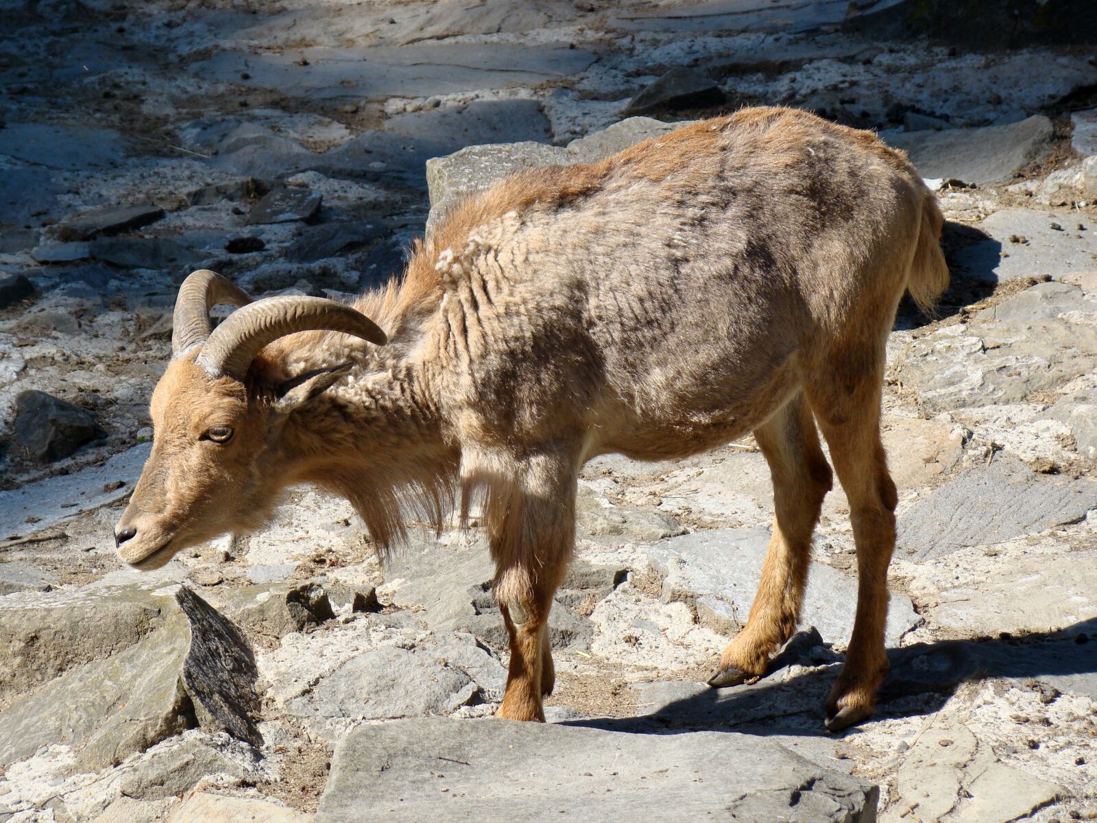 Sony Cyber-shot DSC-H50 sample photo. Animal, animals, goat photography