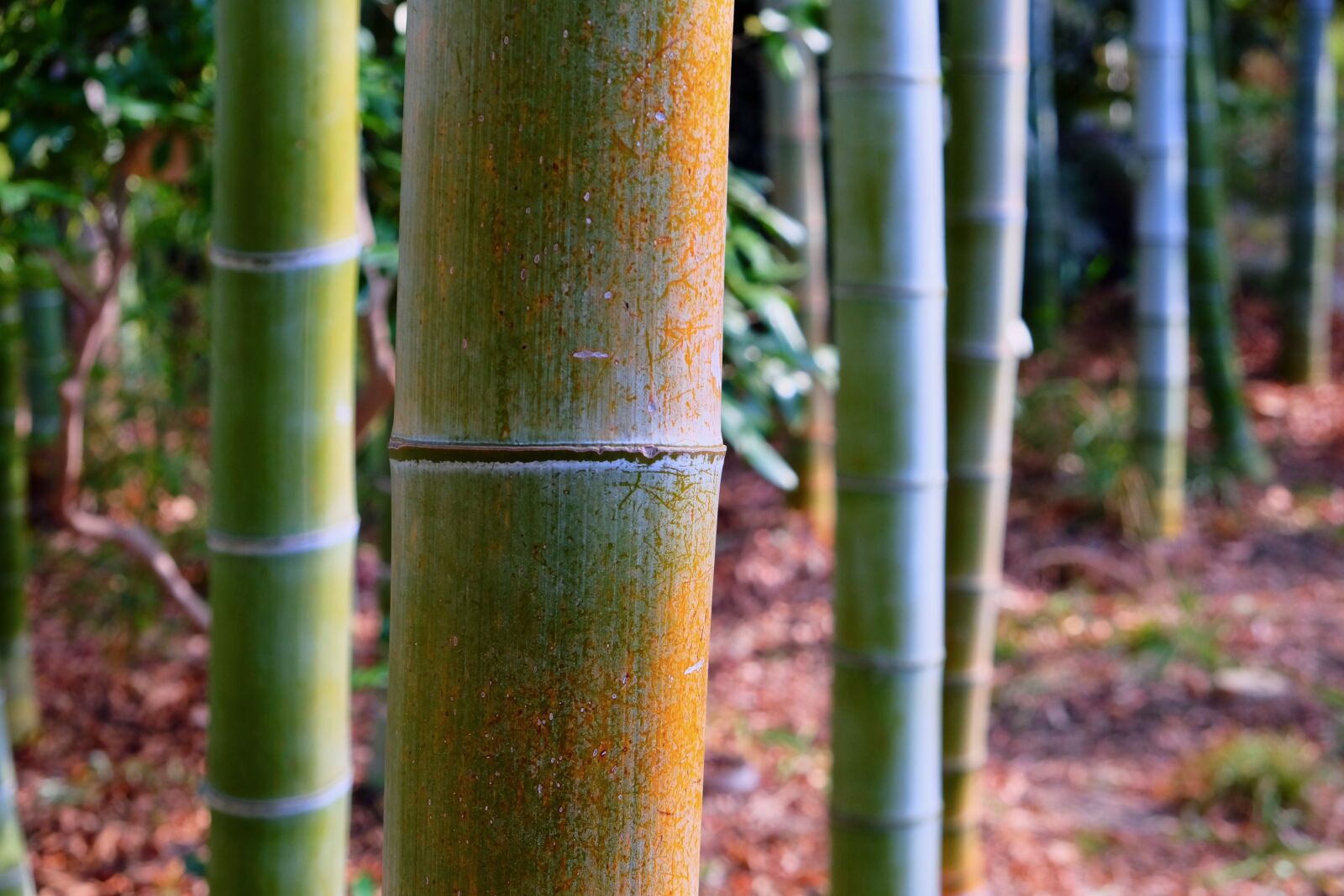 Fujifilm X-T10 sample photo. Bamboo, forest, sunlight photography