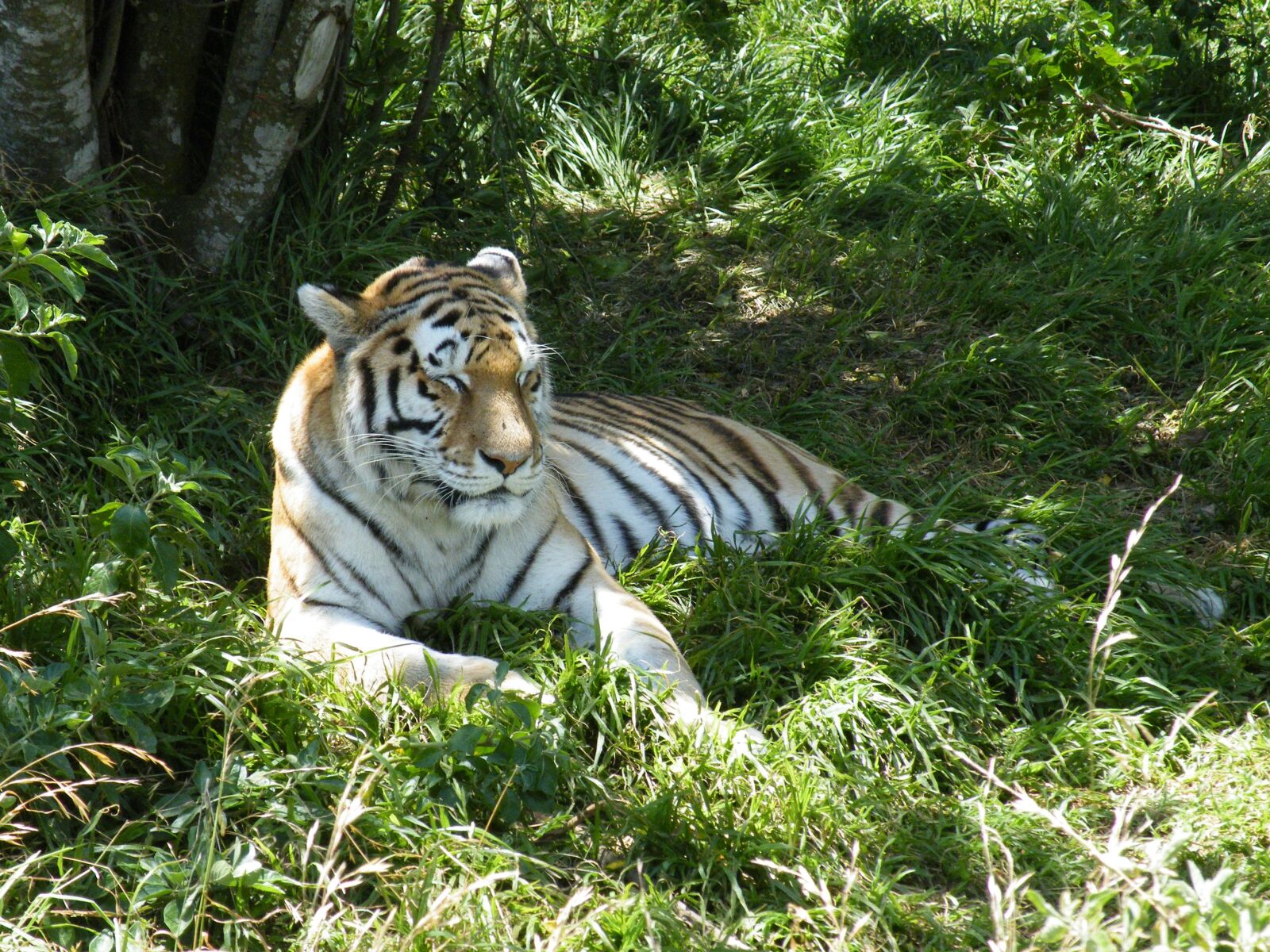 Fujifilm FinePix S8100fd sample photo. Tiger, animal, predator photography